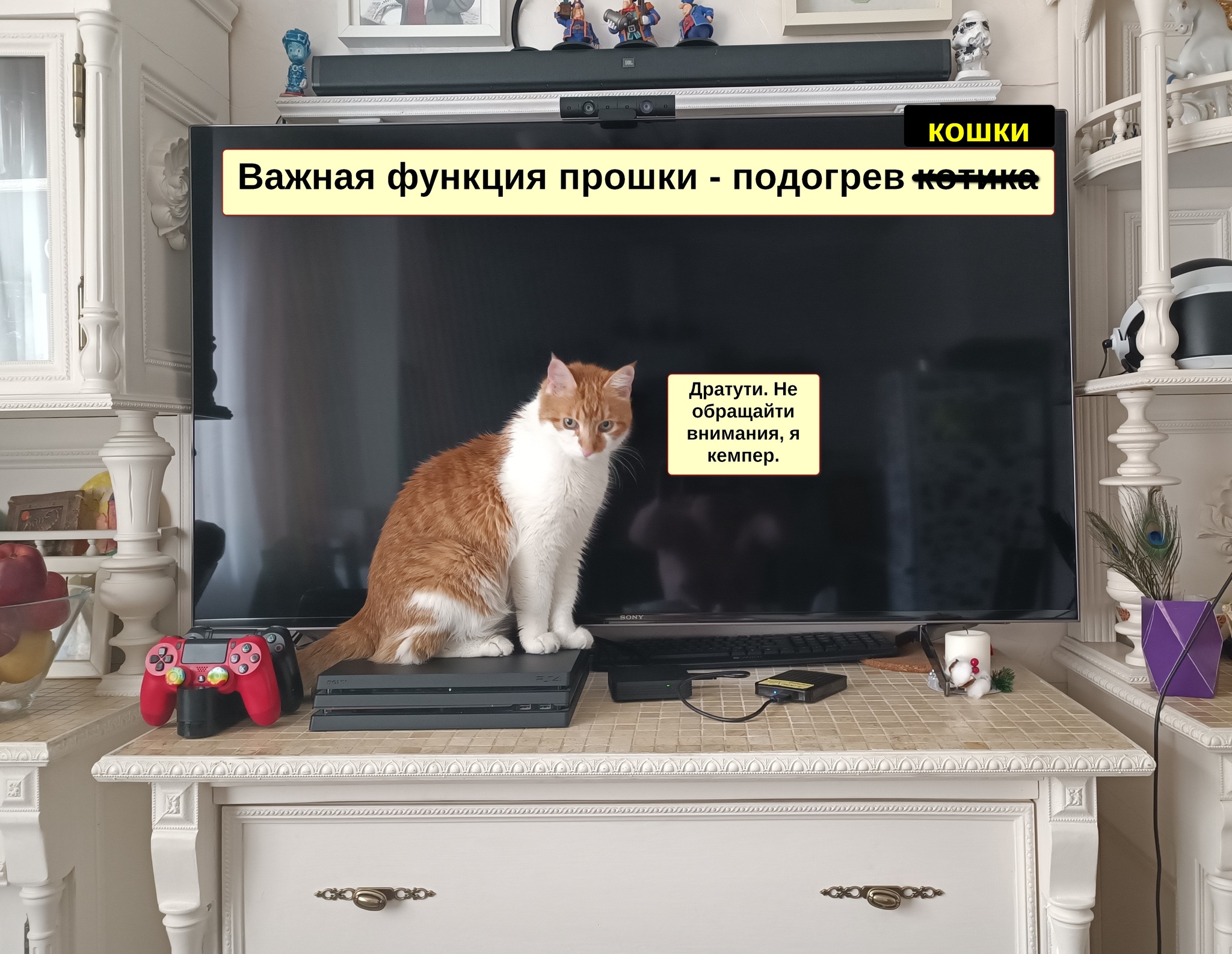 Котик - Моё, Милота, Лапки, Пушистые, Кот, 