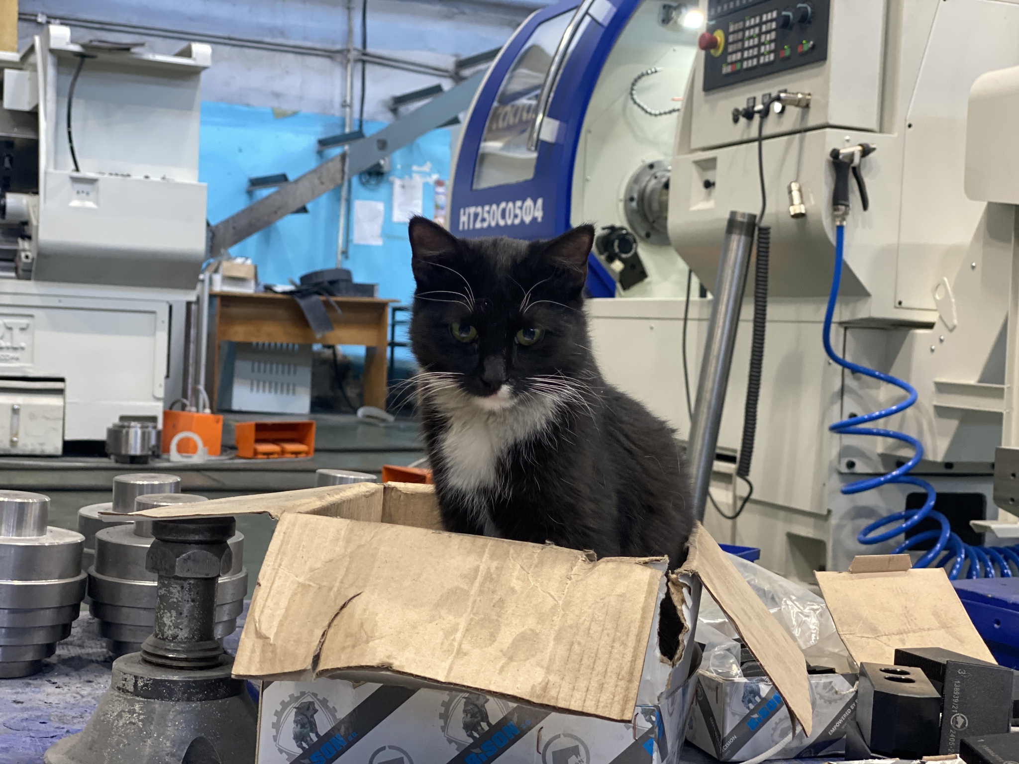 Factory cats - My, Machine, Machine tool, Import substitution, Factory, Production, cat, Longpost, 