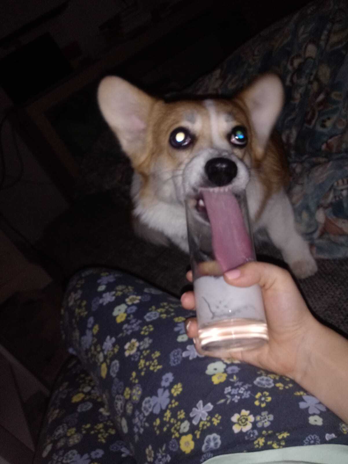 You are not yourself when you're hungry - My, Welsh corgi pembroke, Kefir, You are not yourself when you're hungry, Longpost, , Dog