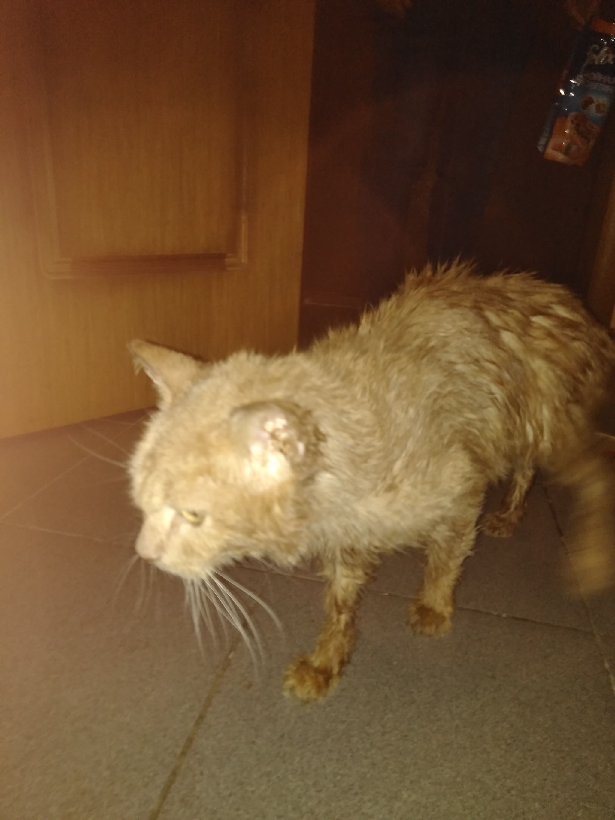 Found a cat (picked up from the street) if it is not difficult to raise up - without rating - Found a cat, Animals, Lost cat, Longpost, No rating, cat, In good hands, 