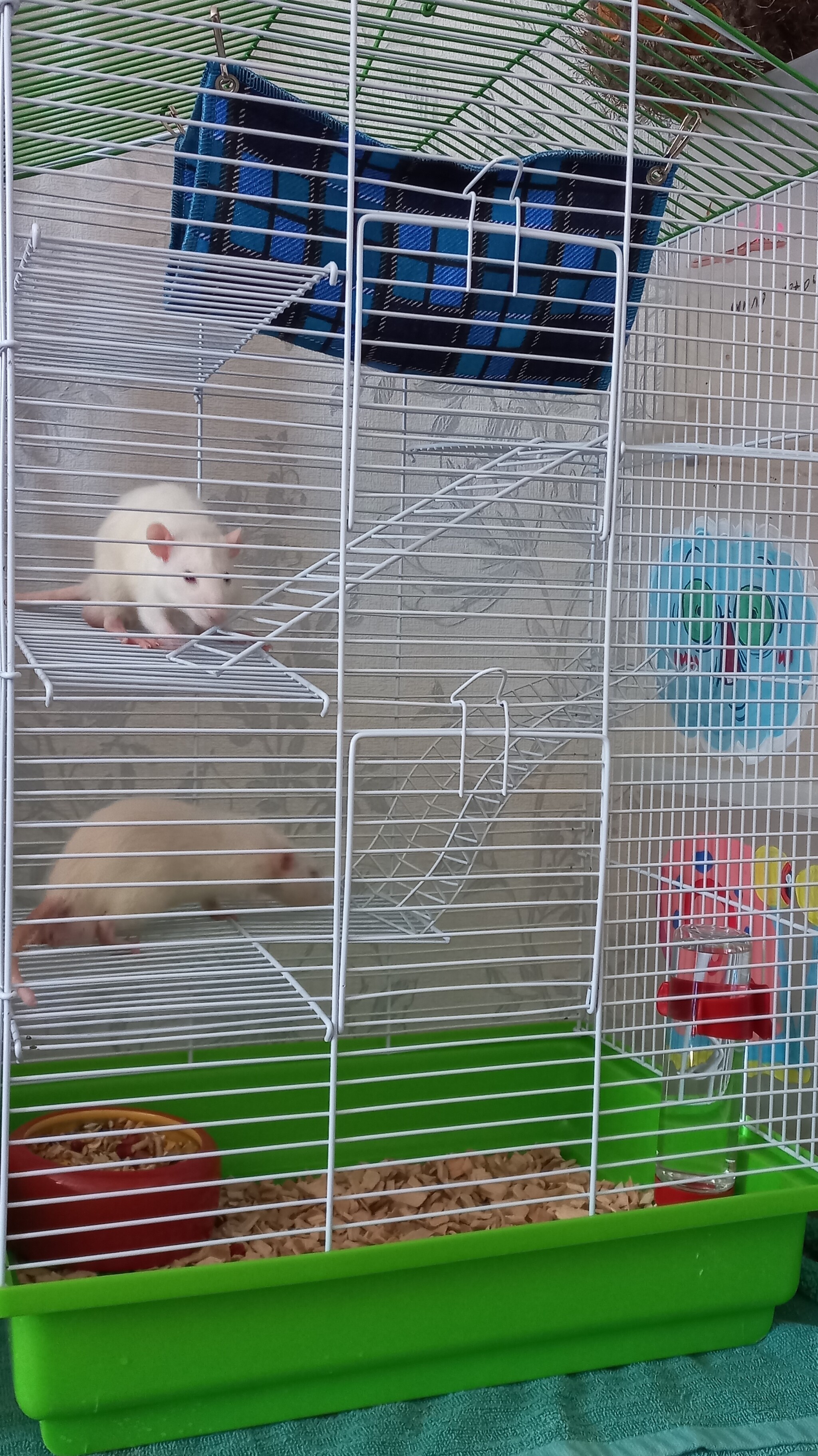 Cute Ratmen - My, Decorative rats, Rat, Video, Vertical video, Longpost, 