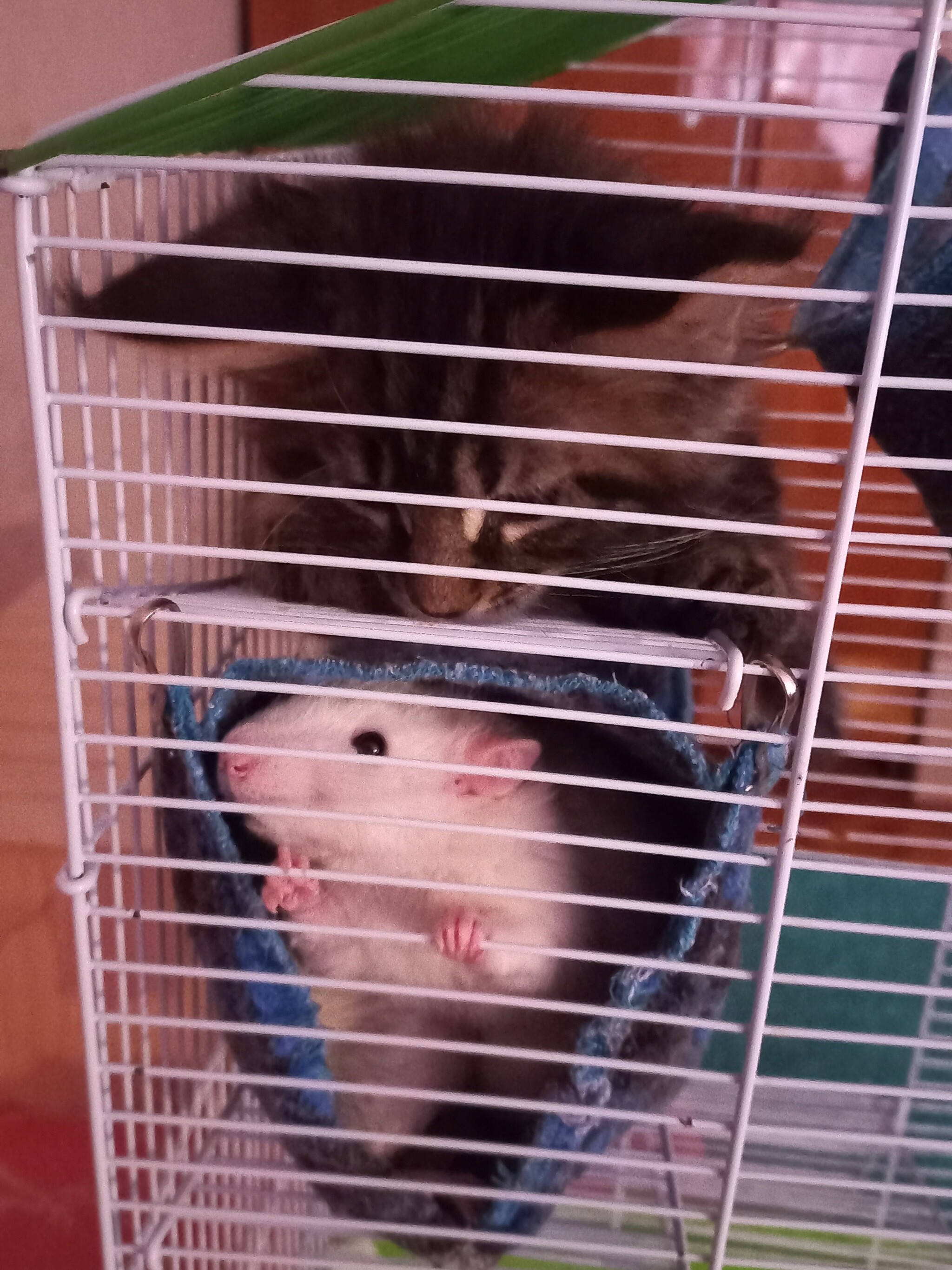 Cute Ratmen - My, Decorative rats, Rat, Video, Vertical video, Longpost, 