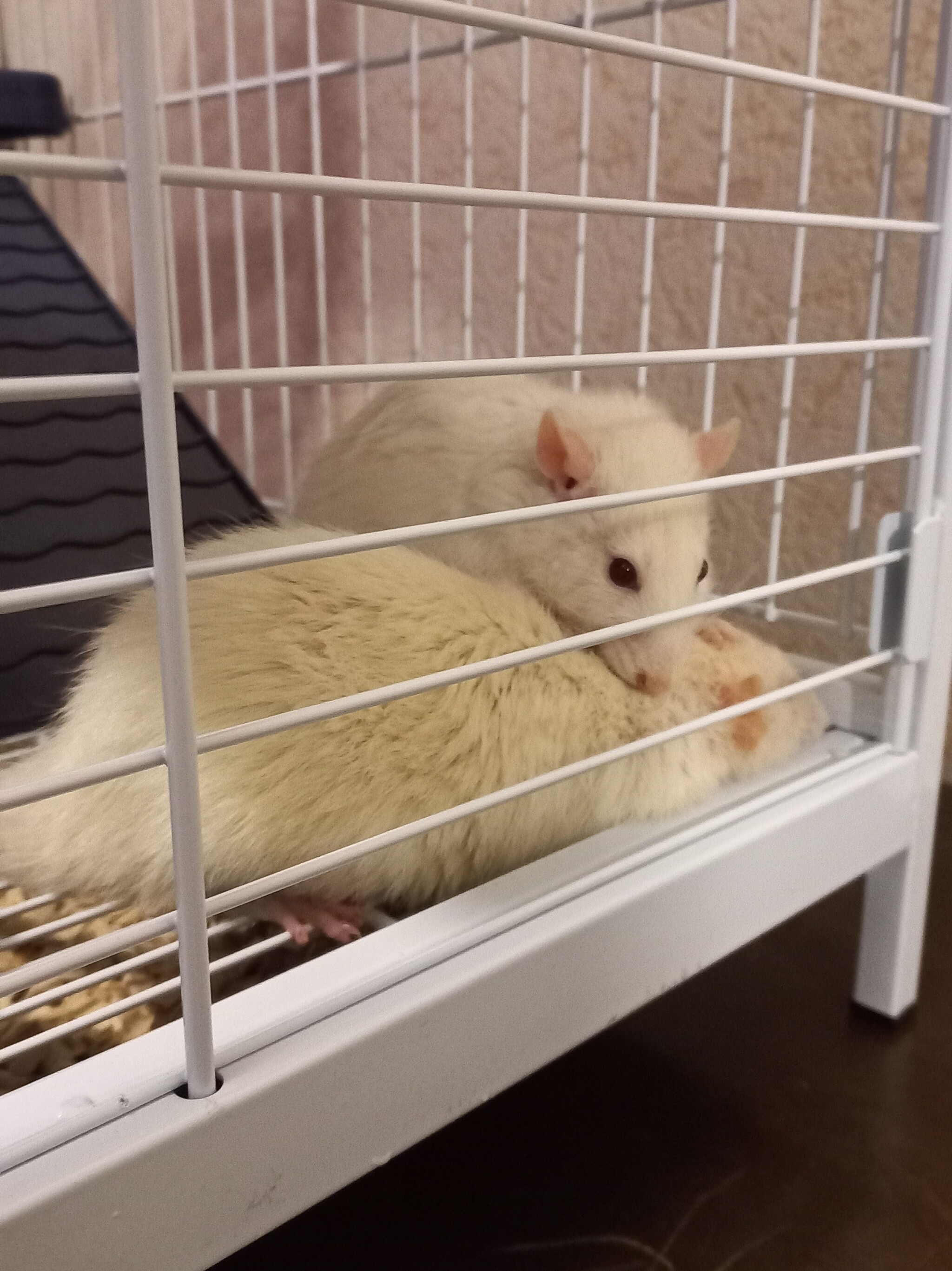 Cute Ratmen - My, Decorative rats, Rat, Video, Vertical video, Longpost, 