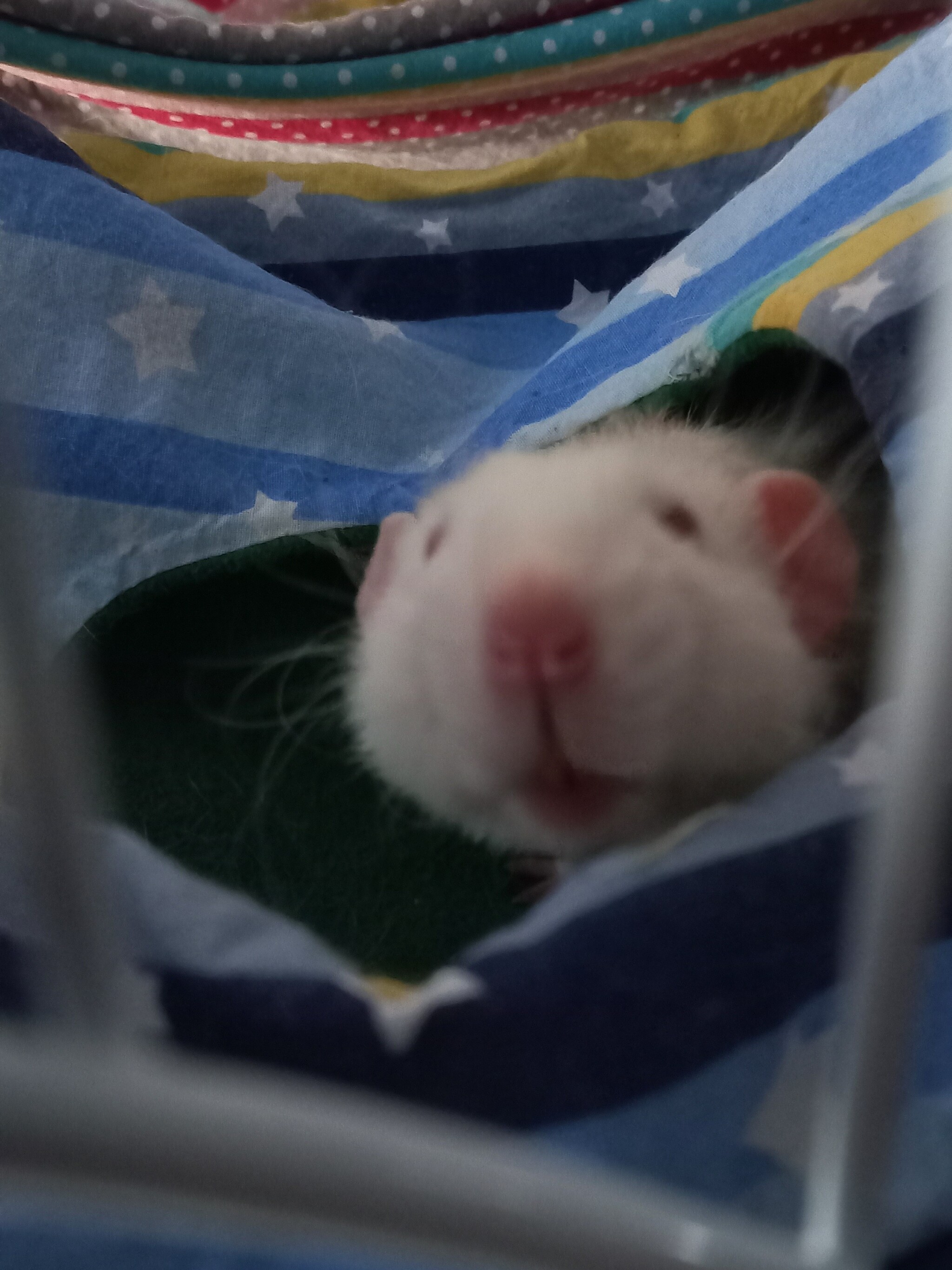 Cute Ratmen - My, Decorative rats, Rat, Video, Vertical video, Longpost, 