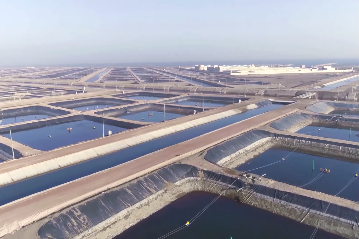 Giant fish farm: Egypt's megaproject began to bring results - Informative, Egypt, Africa, Longpost, 