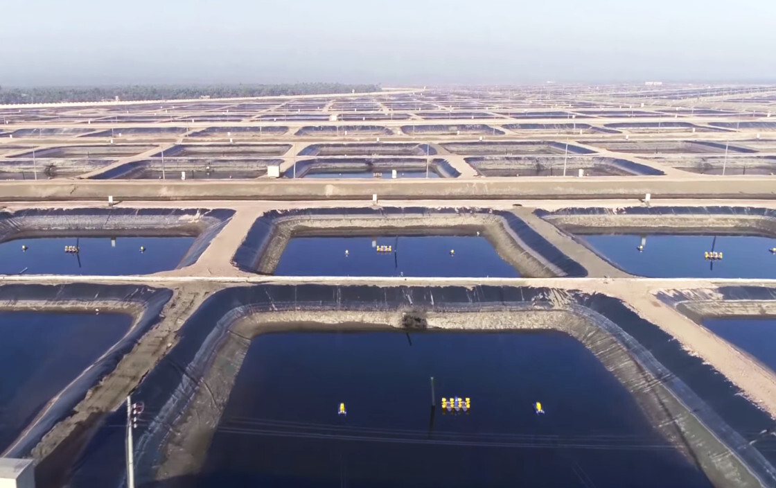 Giant fish farm: Egypt's megaproject began to bring results - Informative, Egypt, Africa, Longpost, 