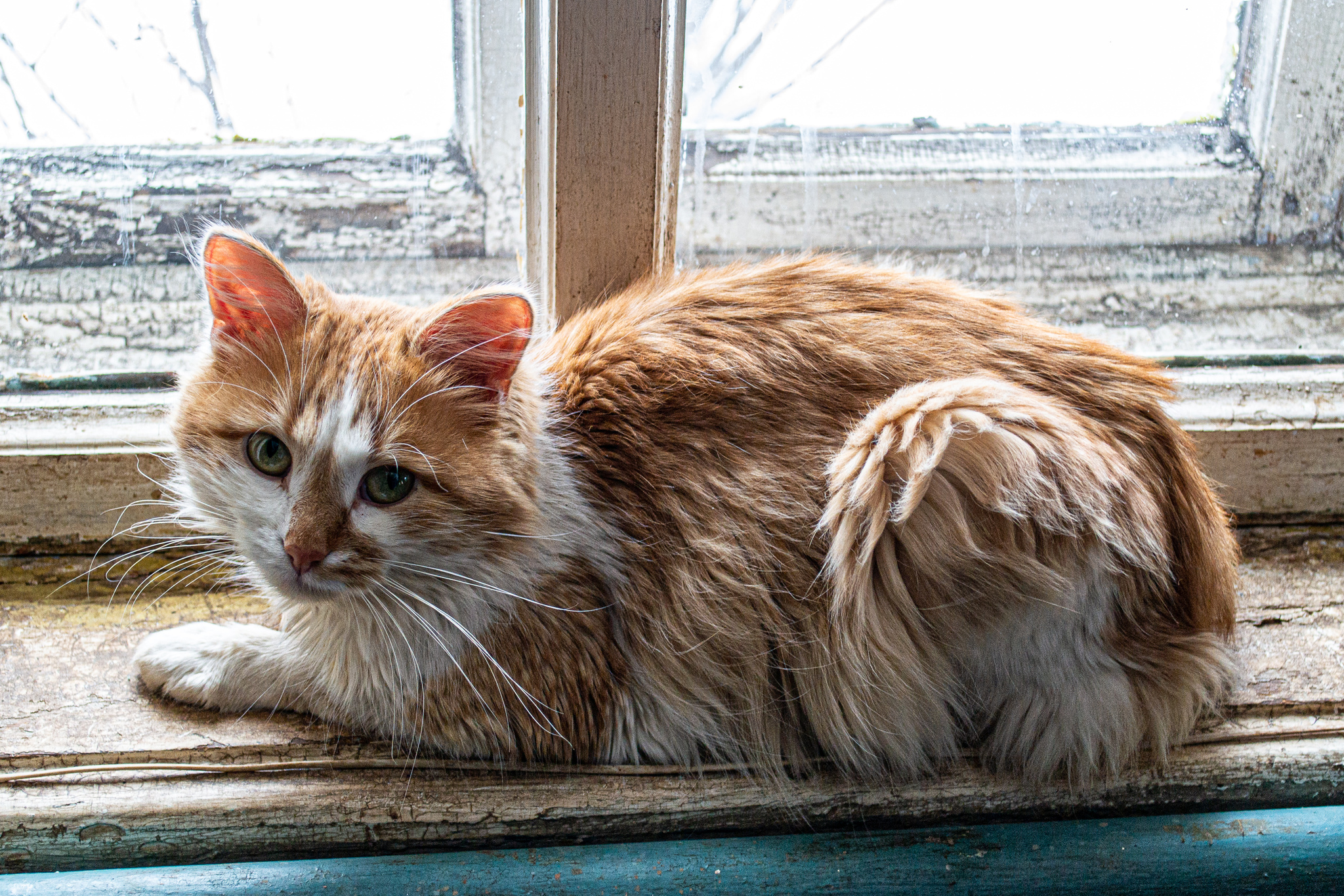 Brown muzzle - My, cat, The photo, Beginning photographer, 