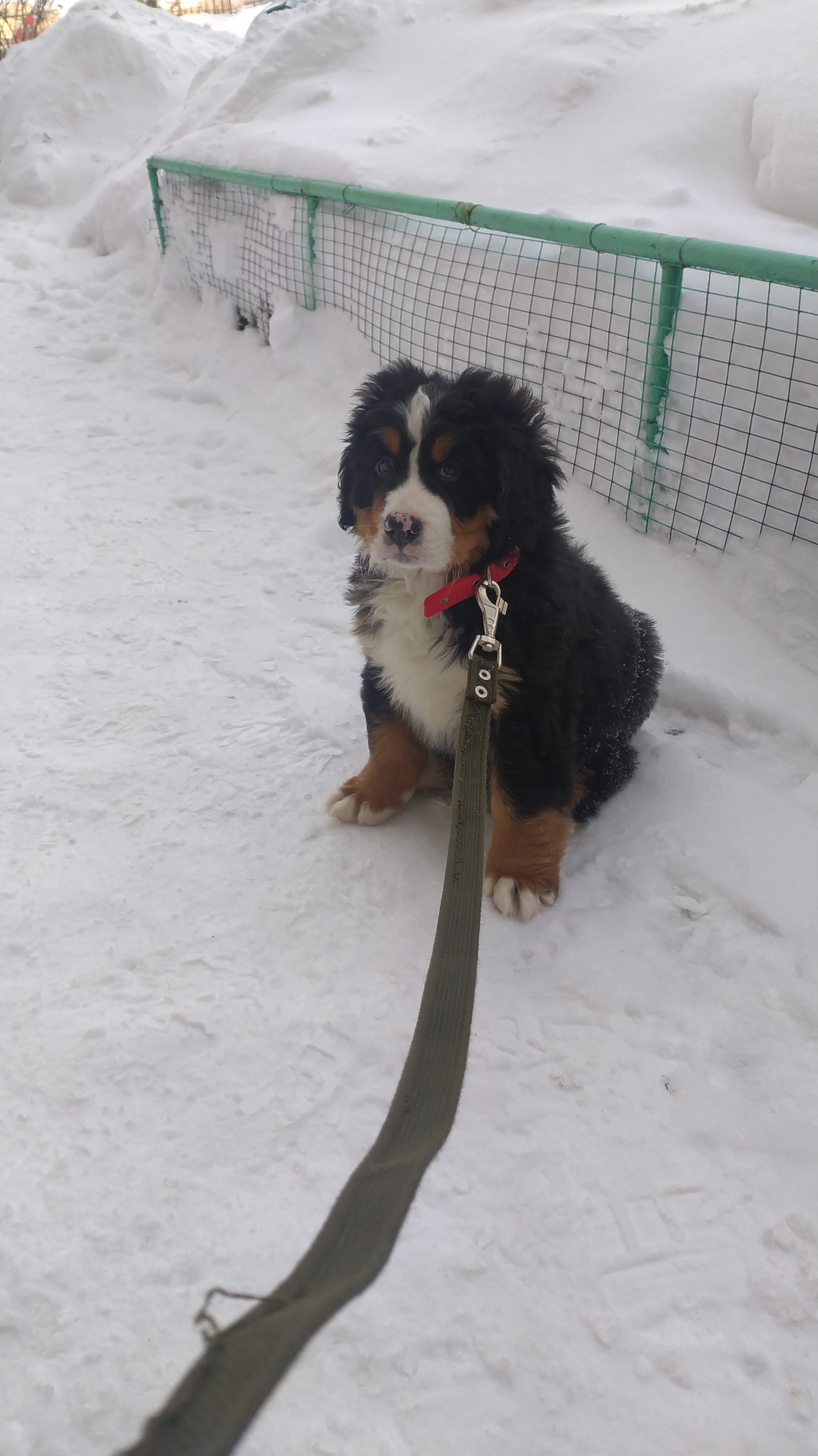 Our new life partner - My, Dog, Bernese mountain dog, Longpost, 