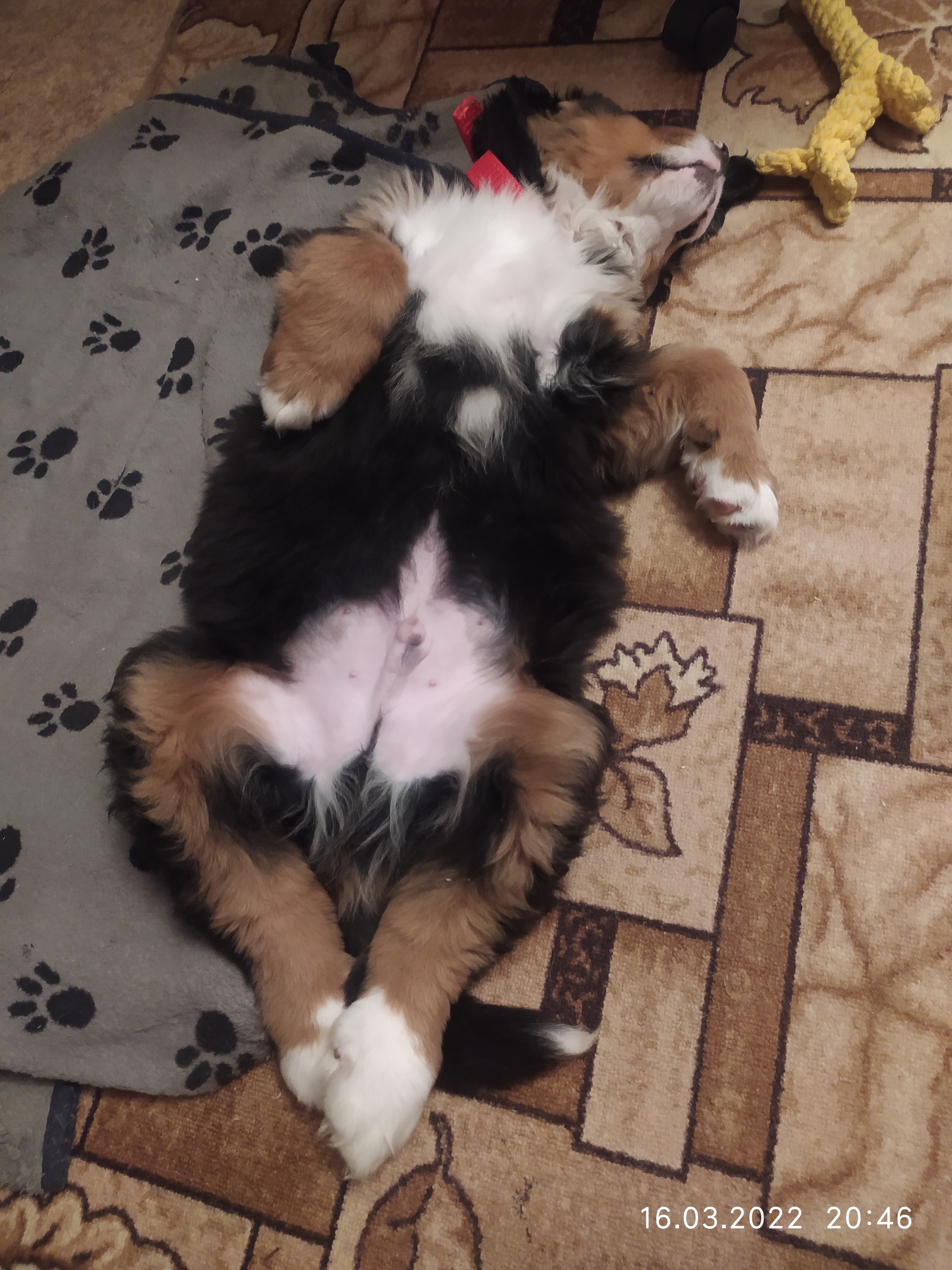 Our new life partner - My, Dog, Bernese mountain dog, Longpost, 