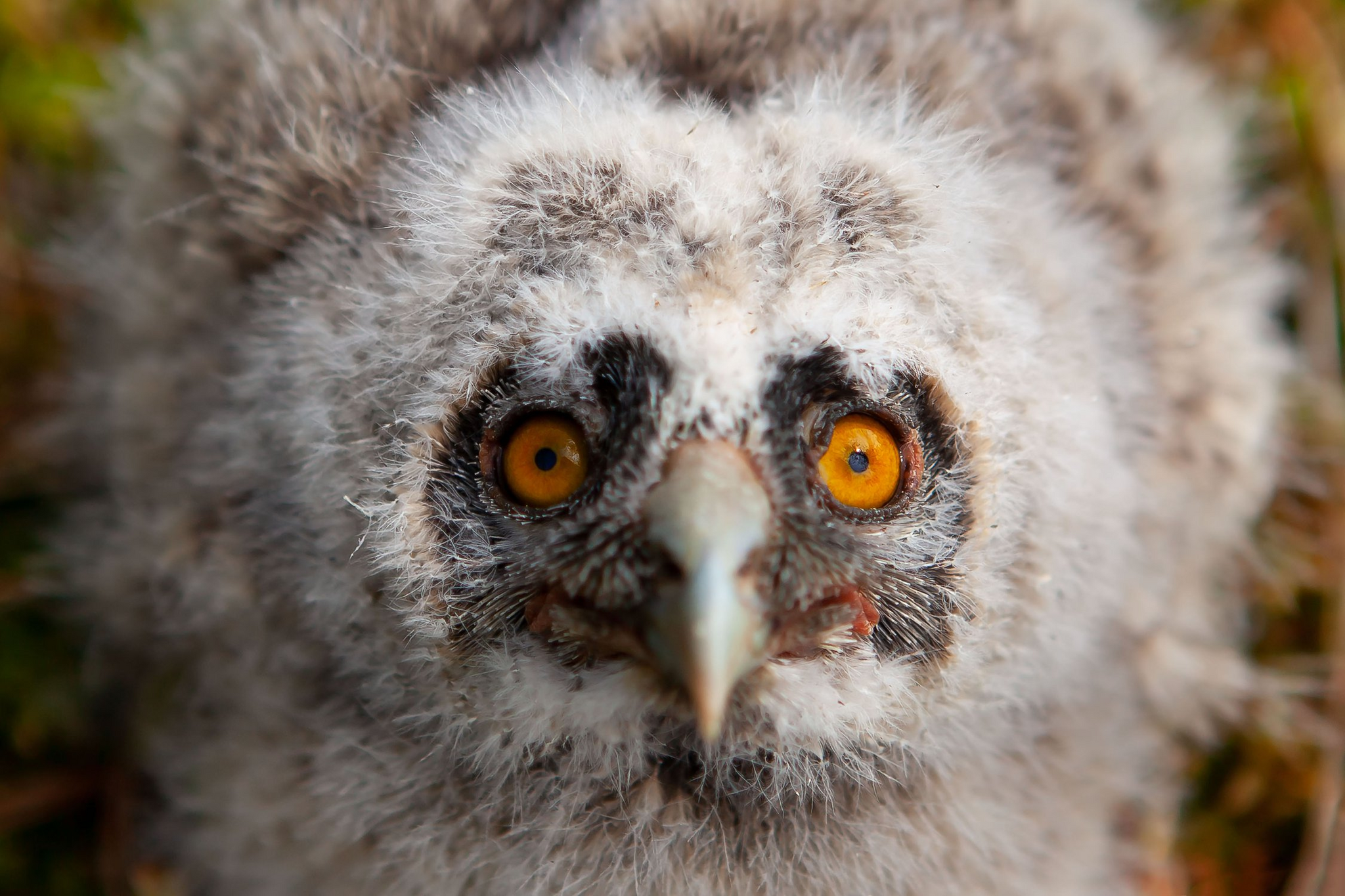 Care is not always obvious - Eared, Owl, Owls, Predator birds, Ringing, Accounting, wildlife, Republic of Belarus, Birds, The national geographic, The photo, Milota, Longpost, Chick