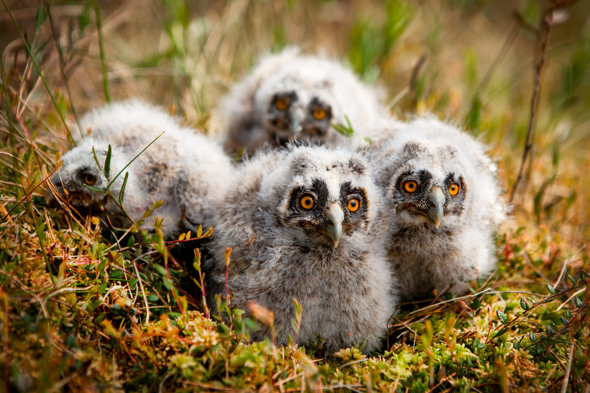 Care is not always obvious - Eared, Owl, Owls, Predator birds, Ringing, Accounting, wildlife, Republic of Belarus, Birds, The national geographic, The photo, Milota, Longpost, Chick