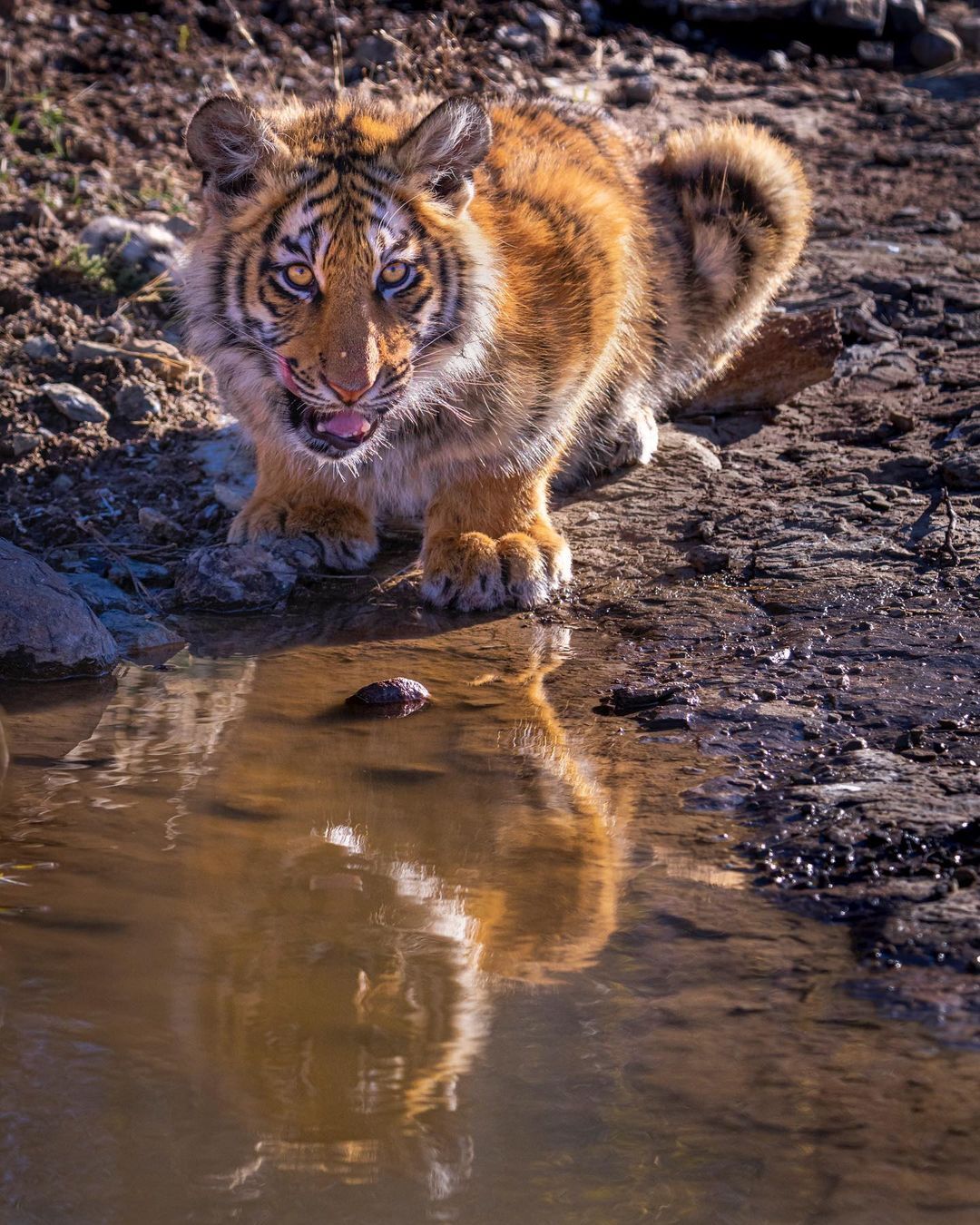 Tiger cub at the watering hole - Bengal tiger, Tiger, Tiger cubs, Big cats, Cat family, Predatory animals, Wild animals, wildlife, Reserves and sanctuaries, South Africa, The photo, Reflection, Waterhole, 