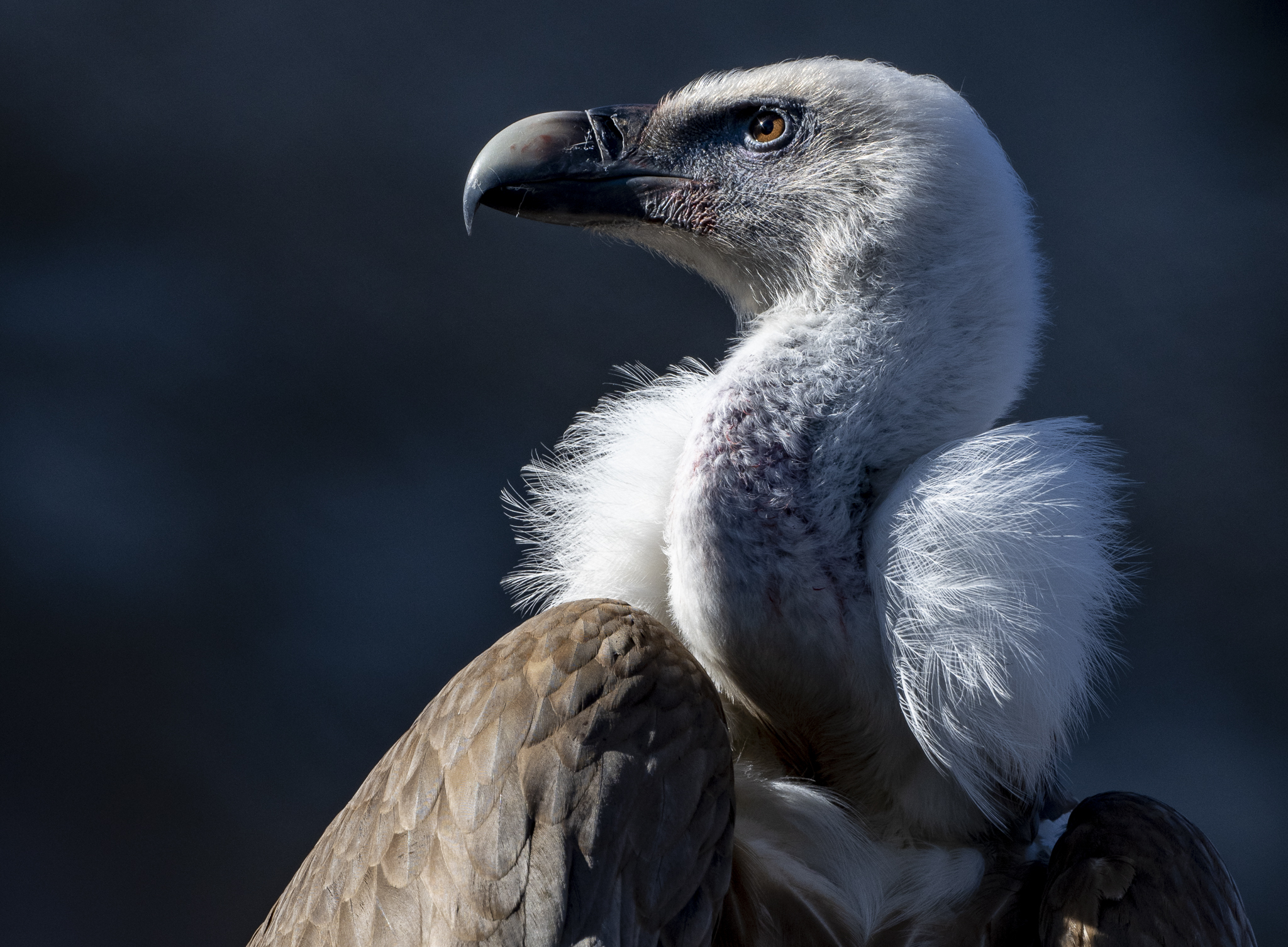 White-headed vulture - My, Birds, Scavengers, Vulture, The photo, Longpost, 