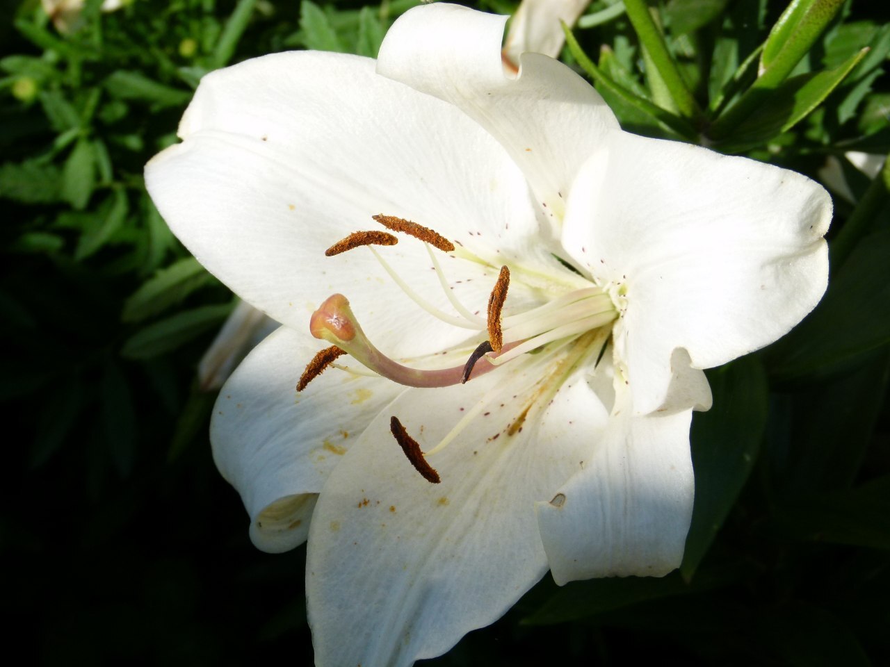 Flower mood - My, Flowers, Nature, Siberia, The photo, Longpost, 