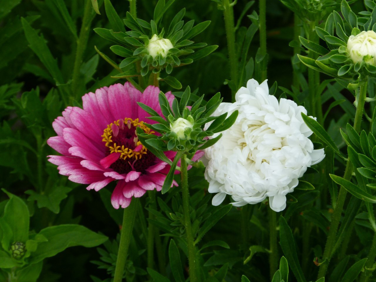 Flower mood - My, Flowers, Nature, Siberia, The photo, Longpost, 