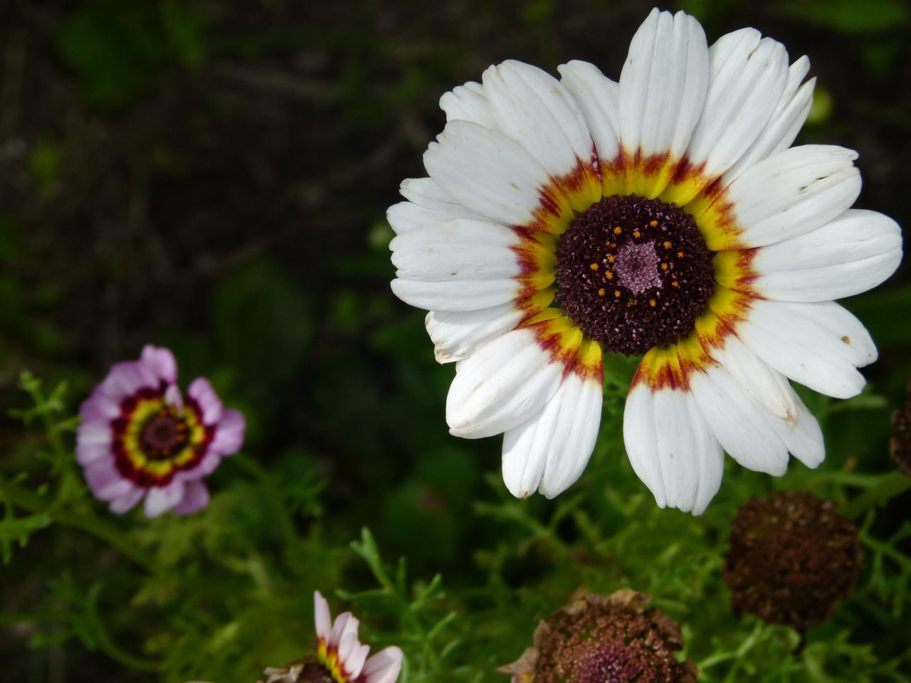 Flower mood - My, Flowers, Nature, Siberia, The photo, Longpost, 