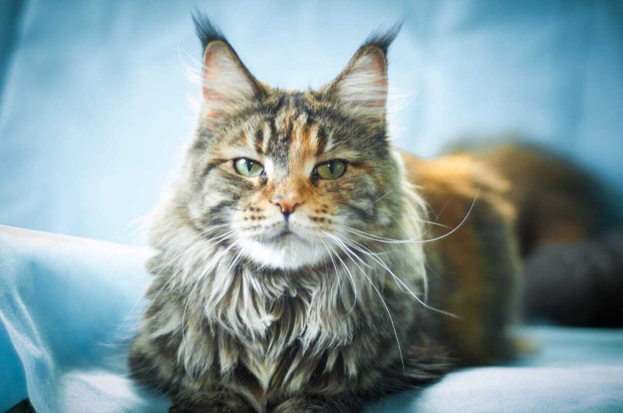 Cat donors - My, cat, Maine Coon, Donation, Donor, Longpost