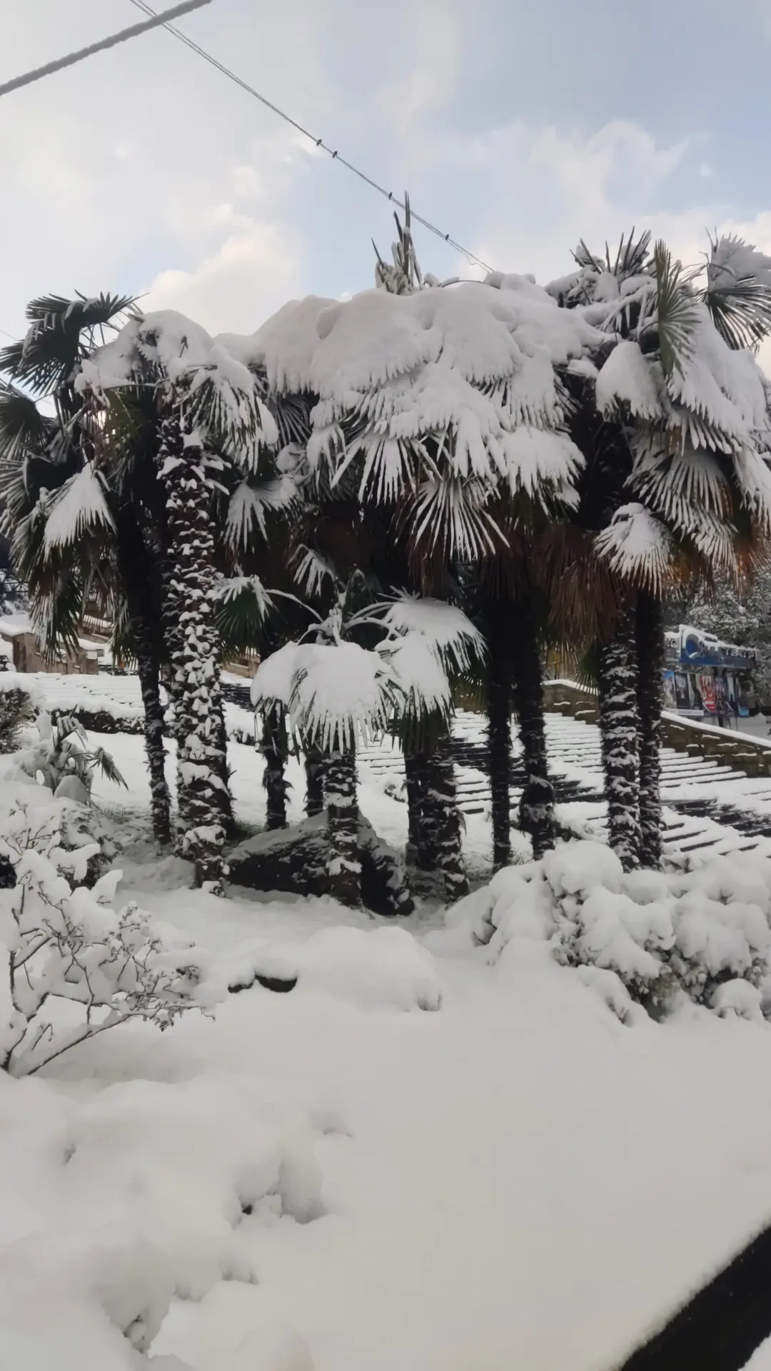 Snowfall in Sochi 18.03.2022 - My, Sochi, Spring, Longpost, Snowfall, 