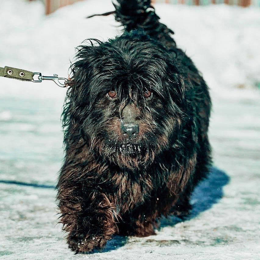 The city is mired in a criminal lack of cute ponytails - My, Animal shelter, Omsk, Charity, Dog, Vet, Kindness, 