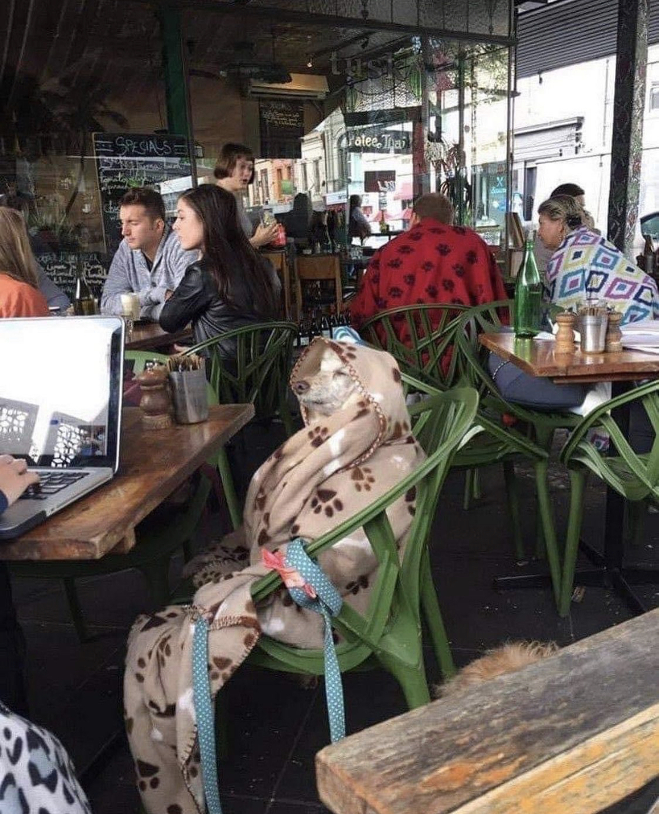 When dogs are not allowed in - Cafe, Dog, Milota, 