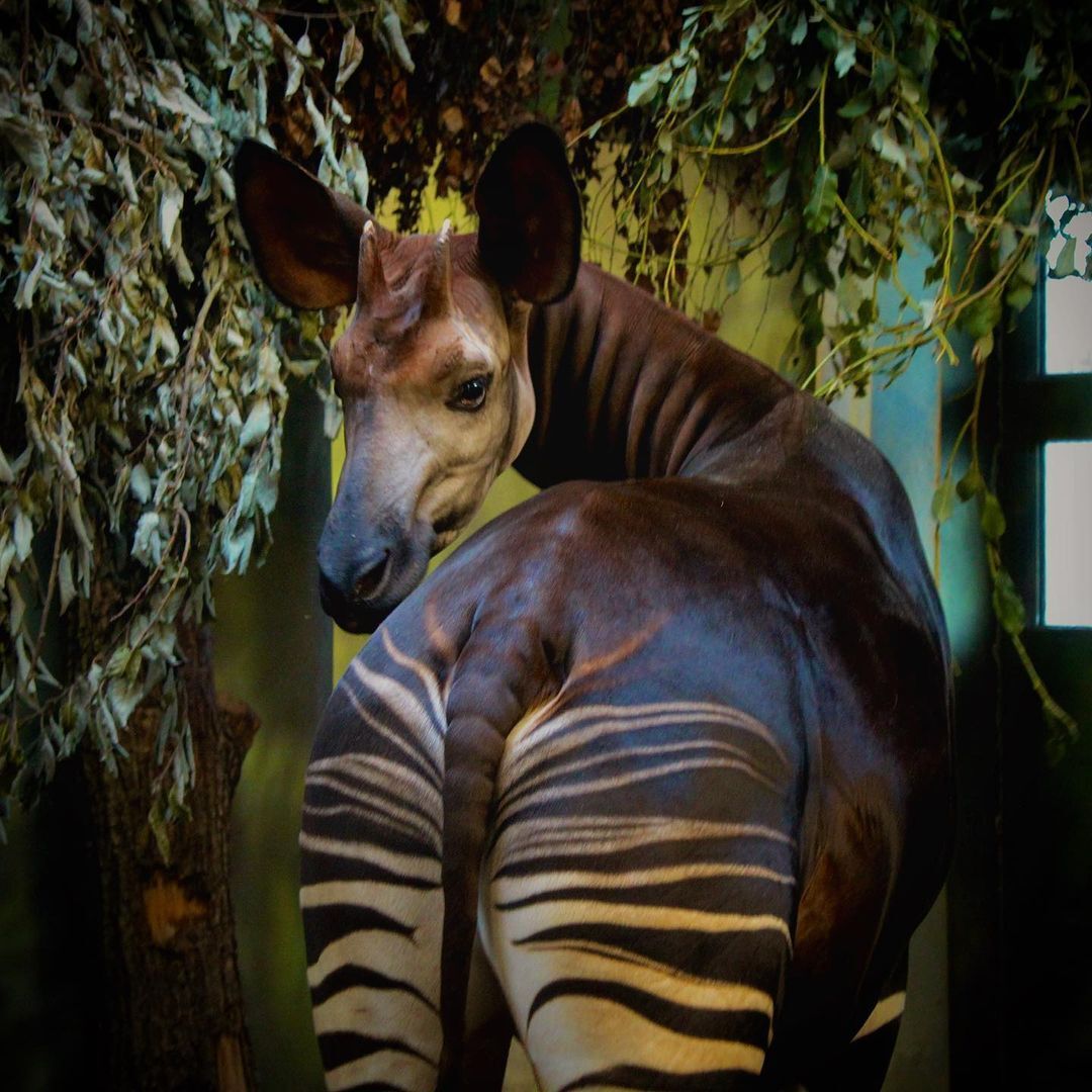 Okapi - Okapi, Rare view, Artiodactyls, Wild animals, Zoo, The photo, 