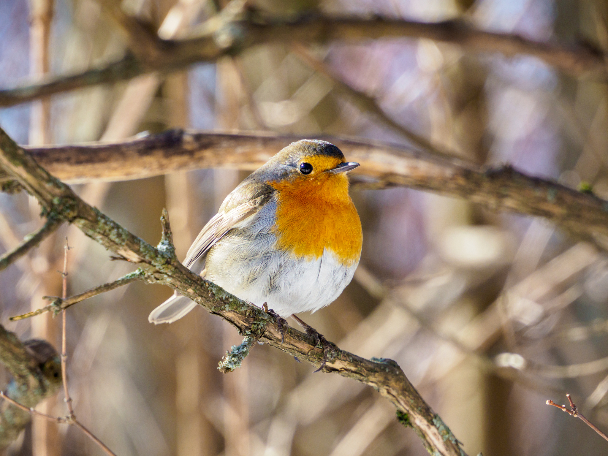 Fashion model - My, The photo, Birds, The nature of Russia, Robin, Longpost, 