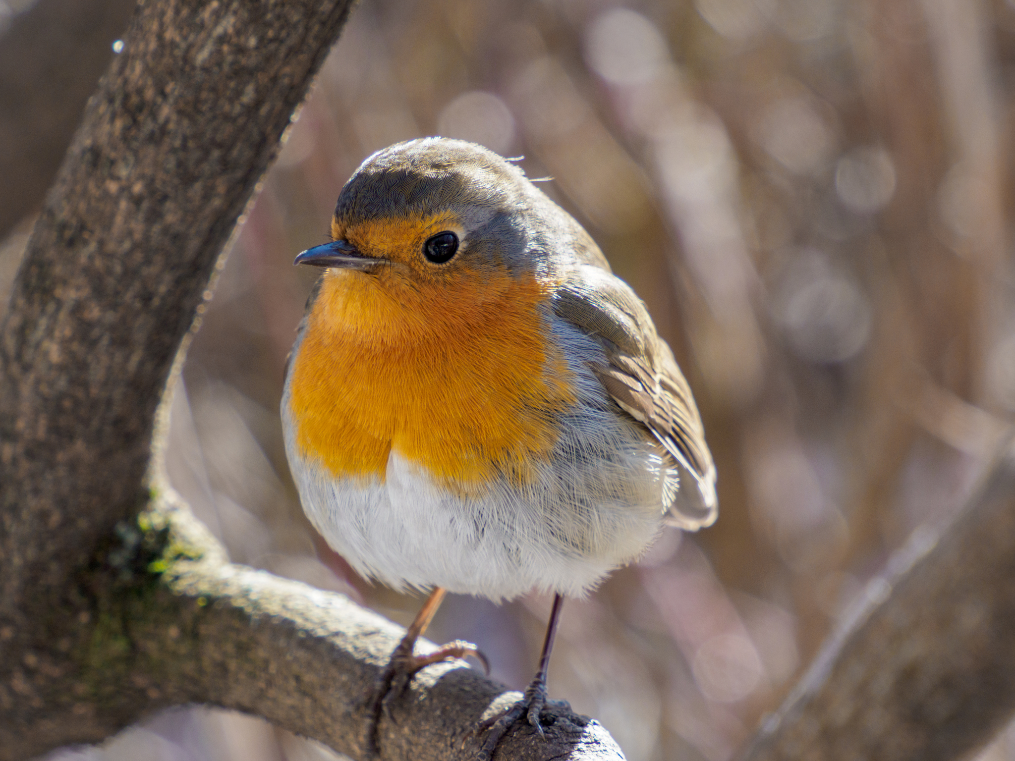 Fashion model - My, The photo, Birds, The nature of Russia, Robin, Longpost, 