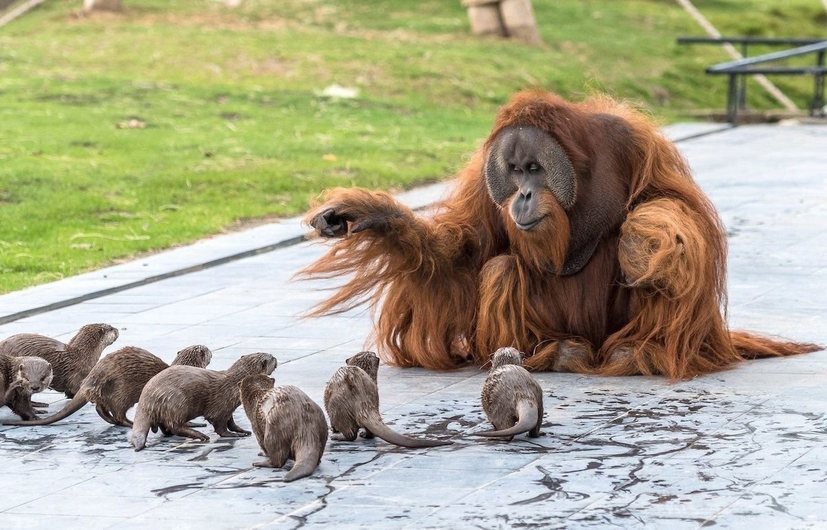 Come closer... - Orangutan, Primates, Otter, Animals, The photo, 