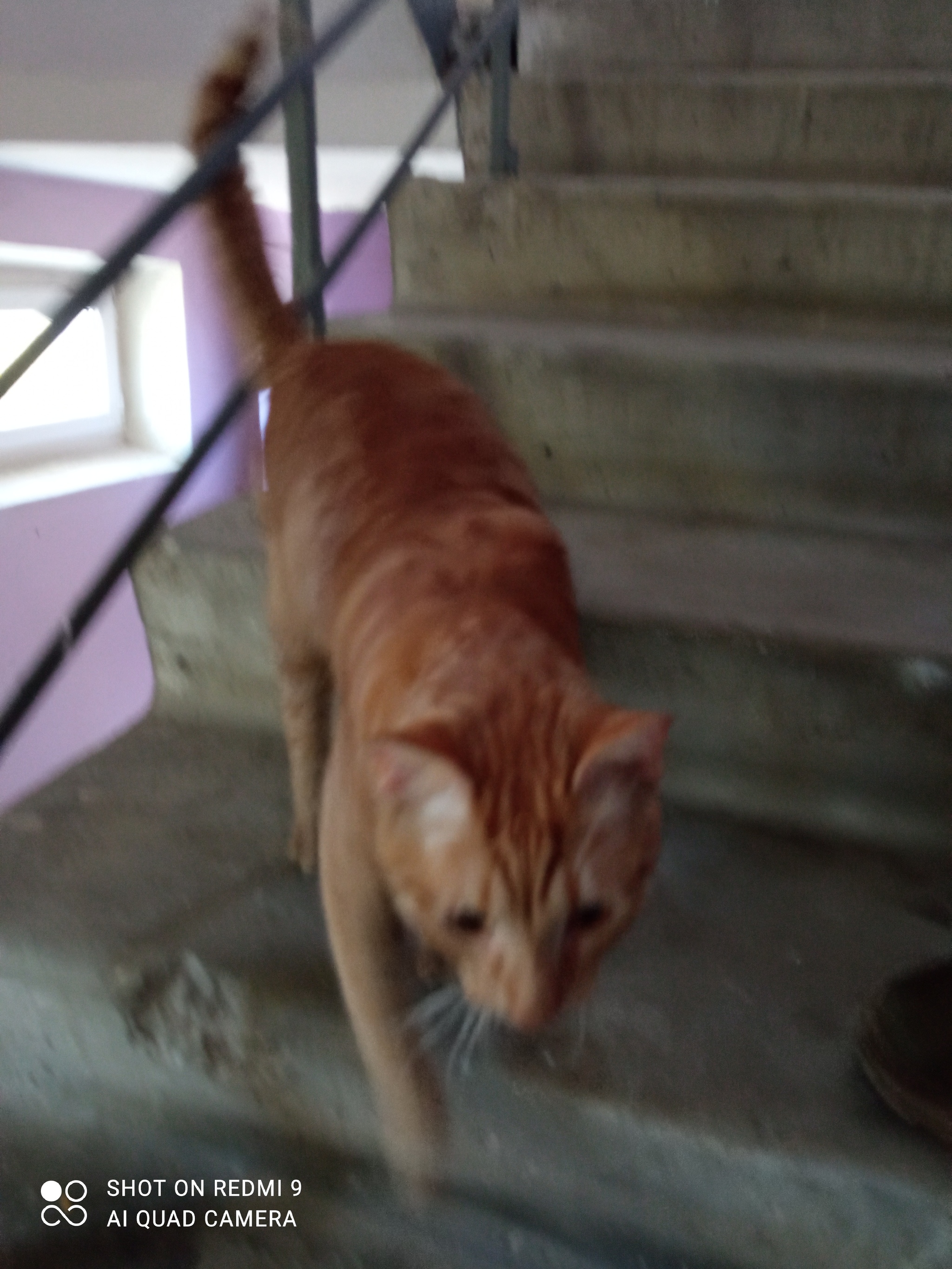 Looking for a home for a cat - cat, Helping animals, In good hands, No rating, Longpost, 