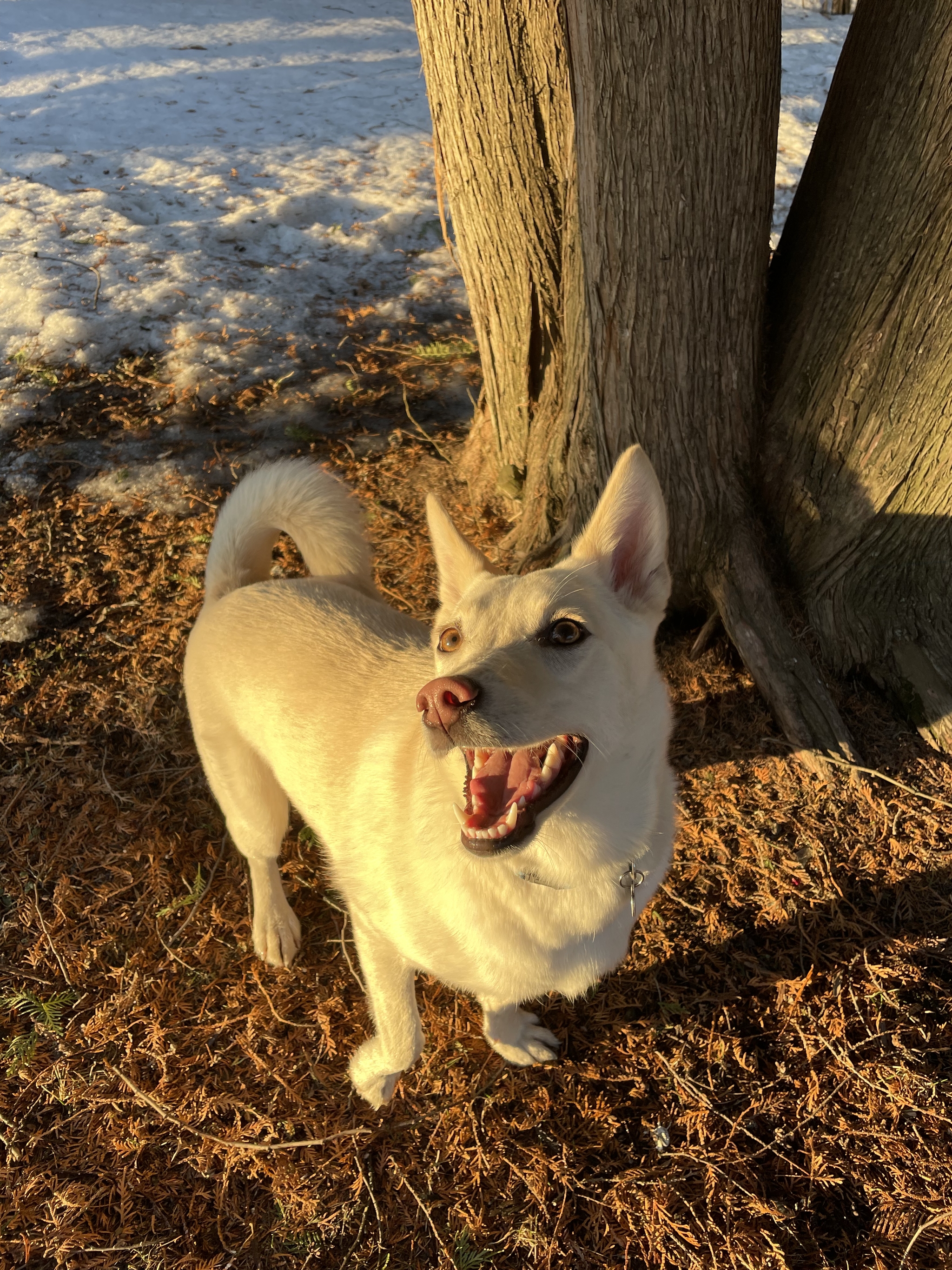 Astrid and the Spring Sun - My, Dog, Cur, Spring, The sun, Thuja, Good mood, 