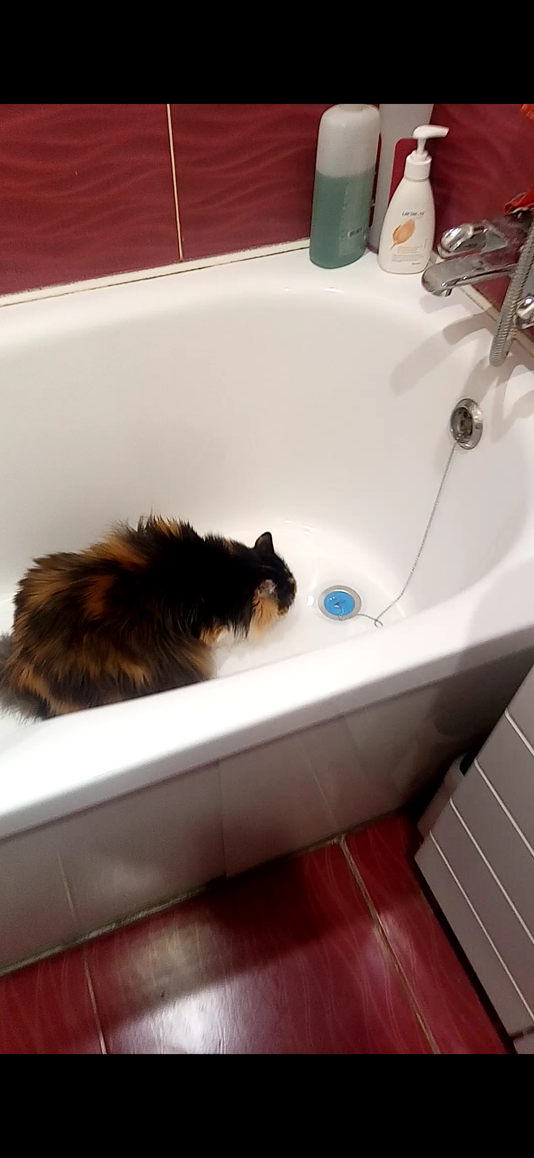 And this is my Asya drinking cold water from the bathroom, or from a 3 liter can only ... - My, Tricolor cat, Kurilian Bobtail, cat, Longpost, 