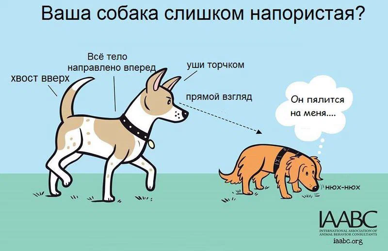 С точки зрения собаки. Поведение собак. Язык тела собаки. Поведение собак в картинках. Язык собак в картинках.