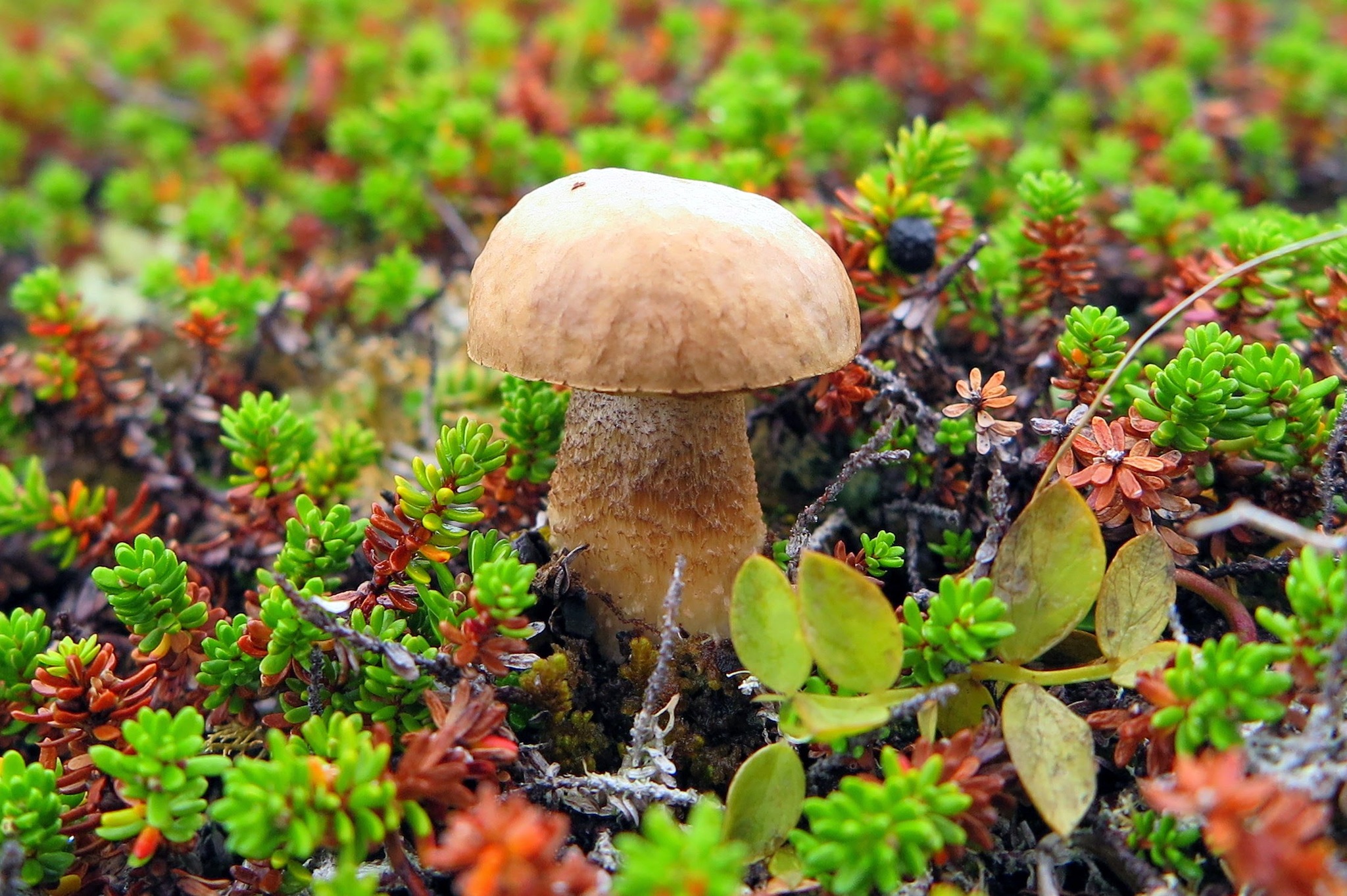 Sturdy - My, Travels, Kola Peninsula, Rybachy Peninsula, Mushrooms, The photo, 