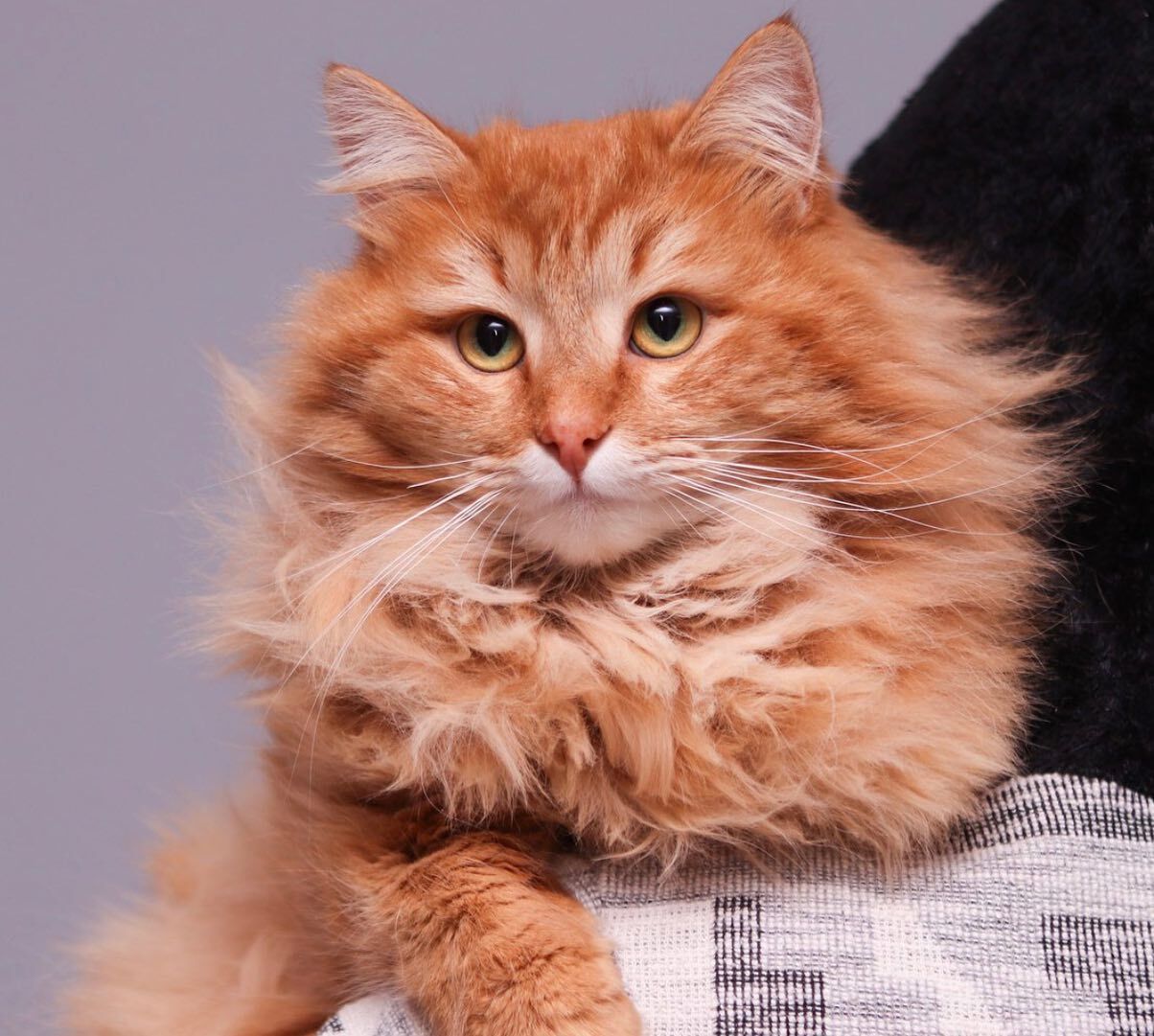 Red hairy sun - My, cat, Moscow, Moscow region, No rating, Homeless animals, In good hands, Helping animals, Longpost, 