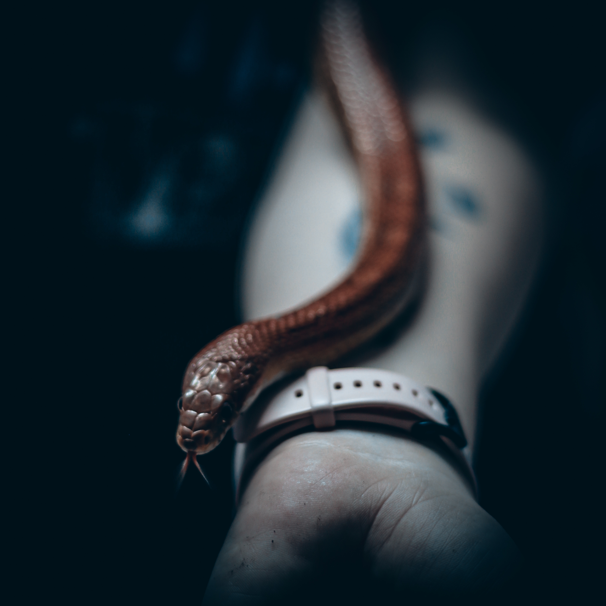 Snake - My, The photo, M50, Canon, Snake, 