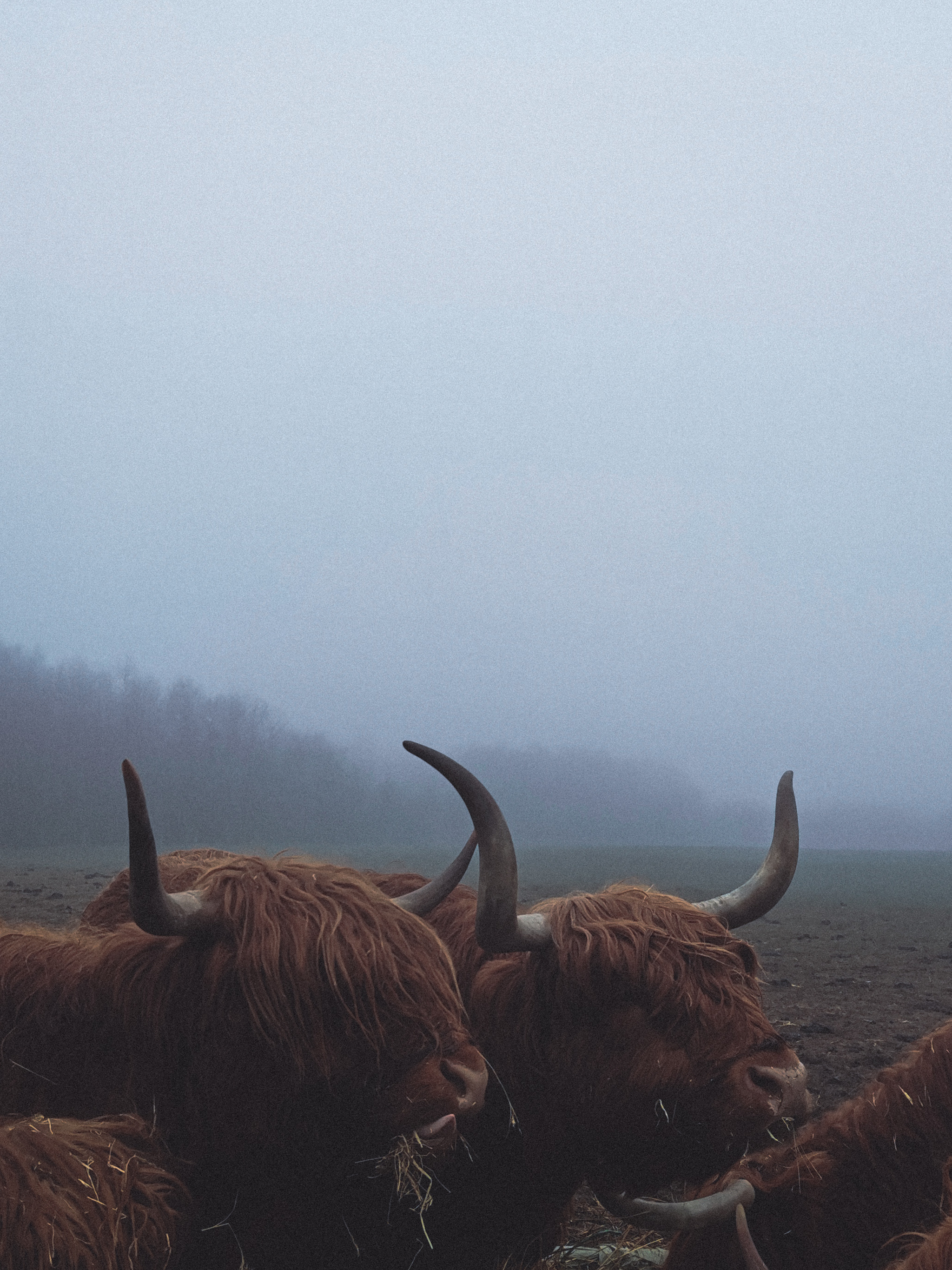 Foggy morning - My, Mobile photography, The photo, Denmark, Fog, Cow, Longpost, Highland, 