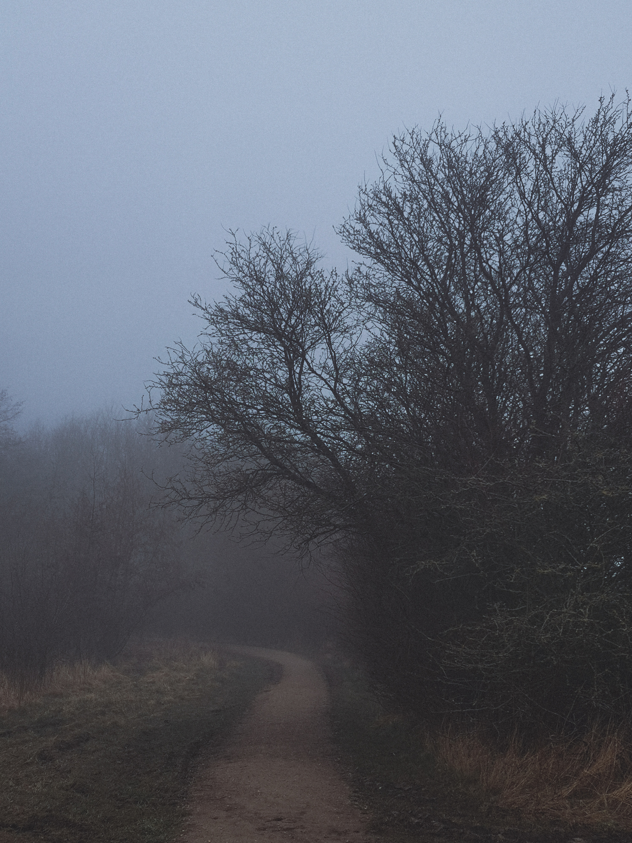 Foggy morning - My, Mobile photography, The photo, Denmark, Fog, Cow, Longpost, Highland, 