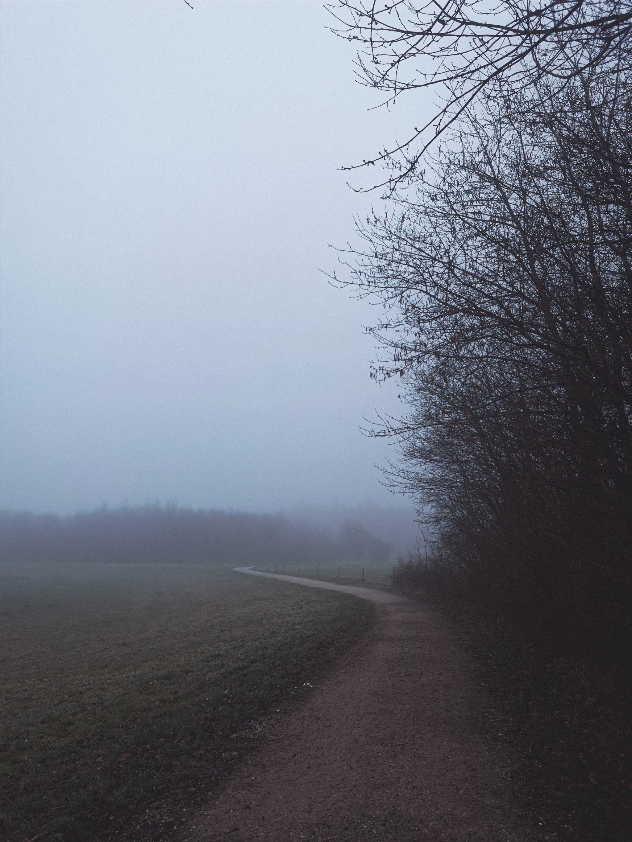 Foggy morning - My, Mobile photography, The photo, Denmark, Fog, Cow, Longpost, Highland, 