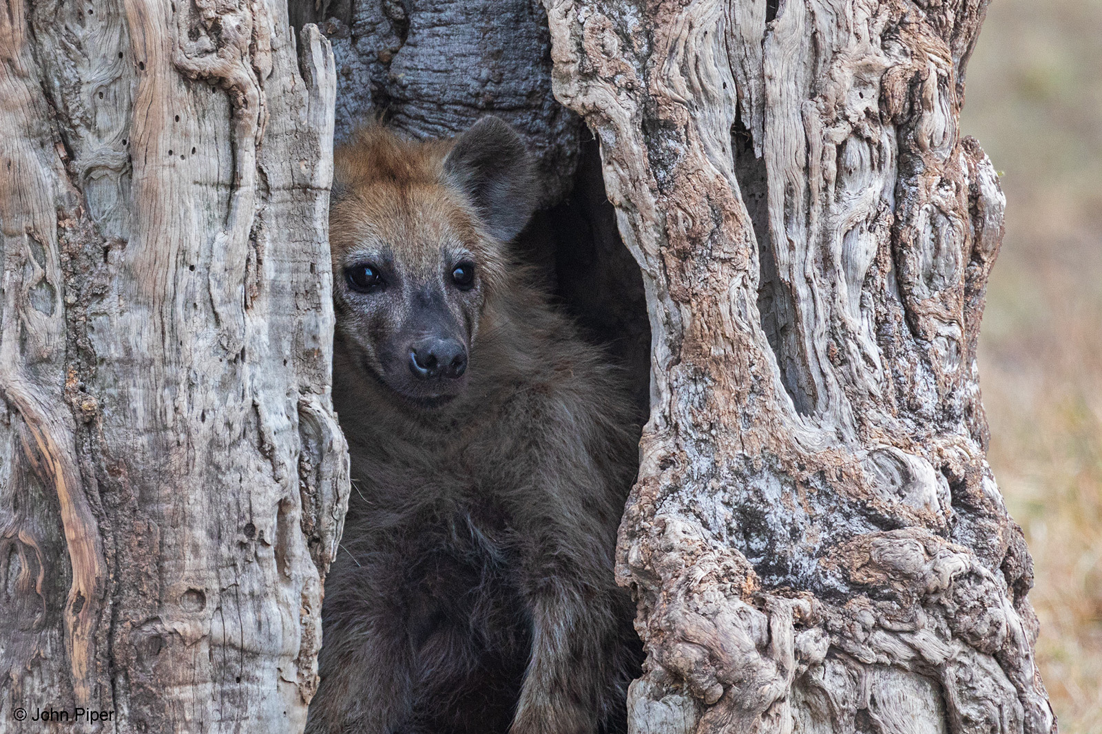 I'm in the house - Hyena, Spotted Hyena, Predatory animals, Wild animals, wildlife, Reserves and sanctuaries, Masai Mara, Africa, The photo, Tree, Hollow, 