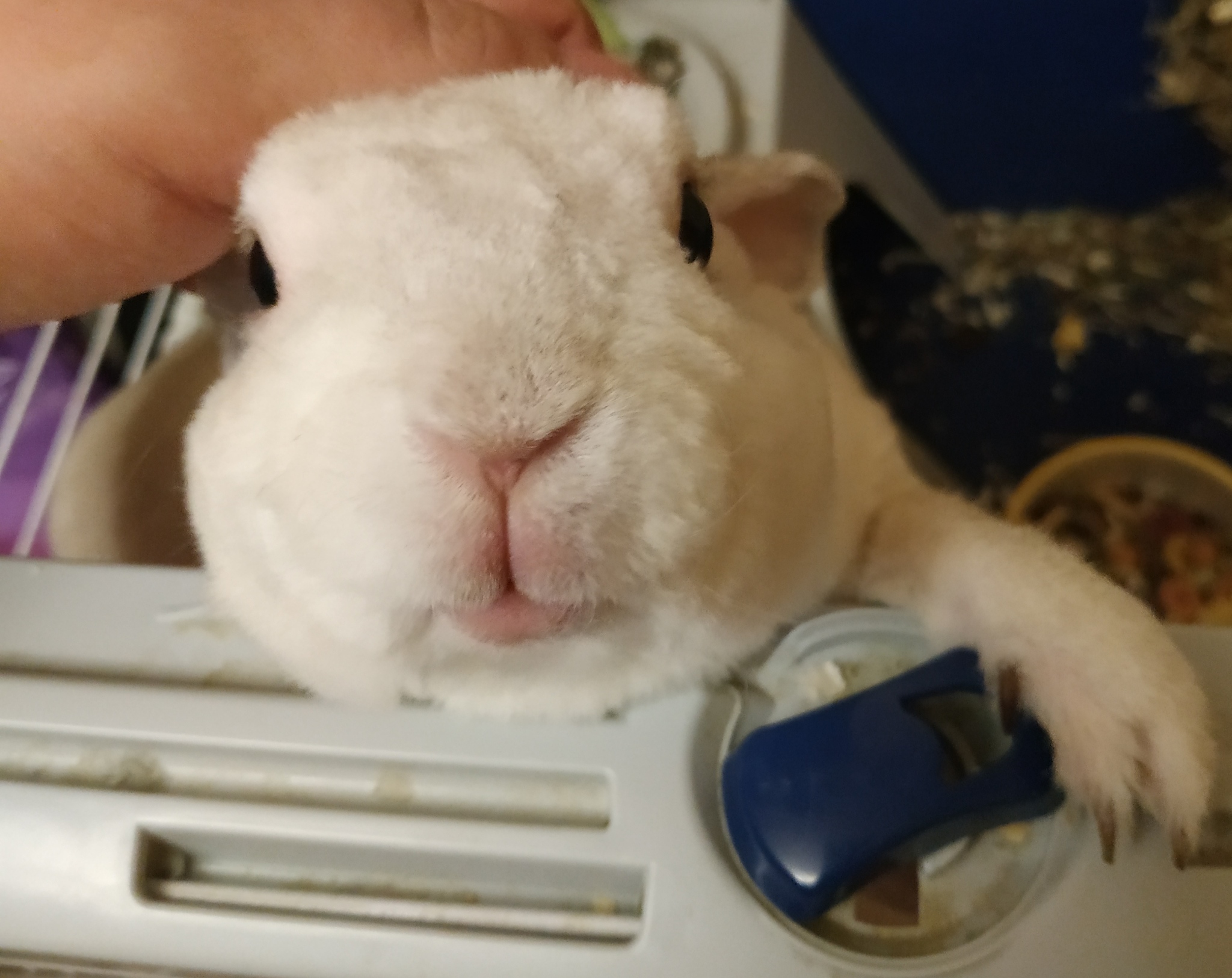 Domestic rabbit - My, Rabbit, Photo on sneaker, Pets, 