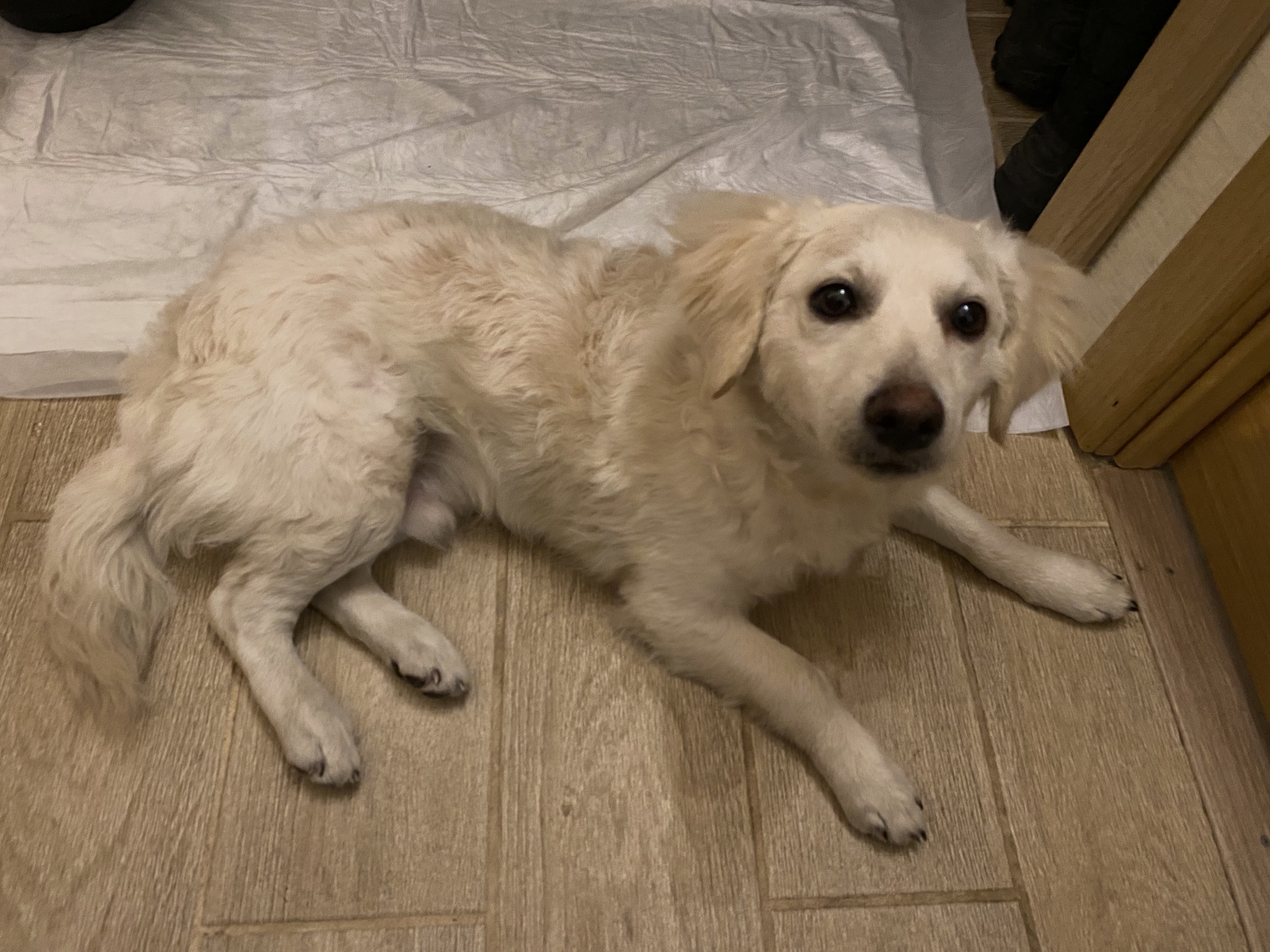 A dog has been found. St. Petersburg Kirovsky District - No rating, Found a dog, Lost, Dog, Saint Petersburg, Search for animals, Helping animals, Help, 