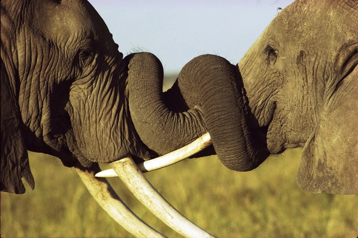 Друзья слоник. Слоны. Слоны обнимаются. Хобот африканского слона. Необычное поведение животных.
