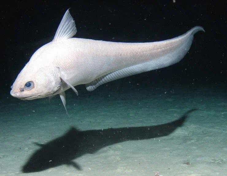 Little-Eyed Macrurus: The Spawn of the Abyss on a Supermarket Shelf. This fish is never sold in its entirety because of its appearance. - A fish, Fishing, Animal book, Yandex Zen, Longpost, 