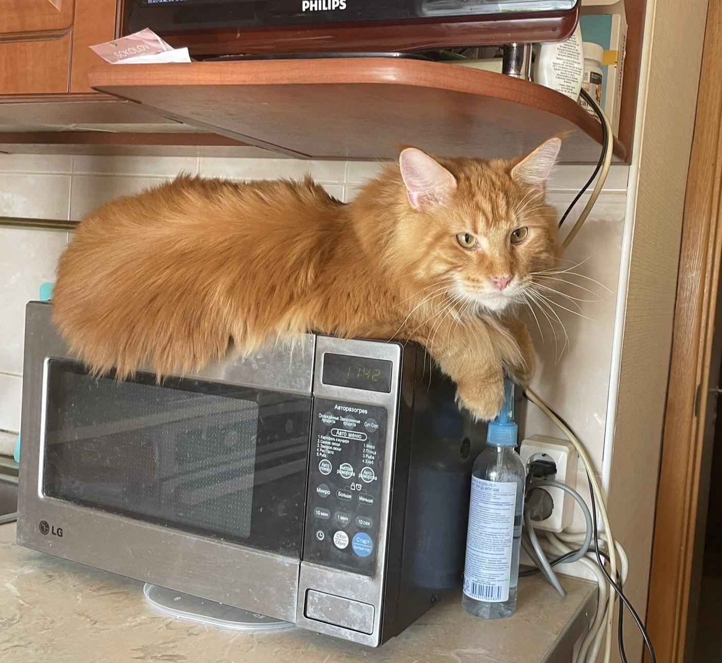 Kotejic found a new comfortable place - My, cat, Maine Coon, Microwave, Redheads, 