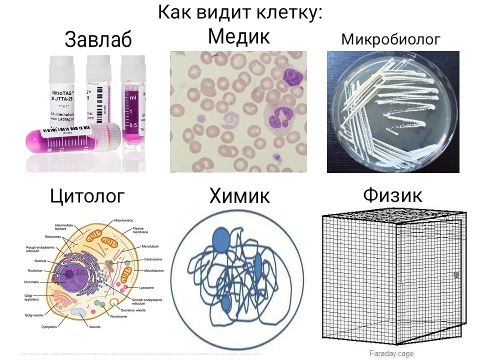 Разница взглядов - Юмор, Биология, Клетка, 