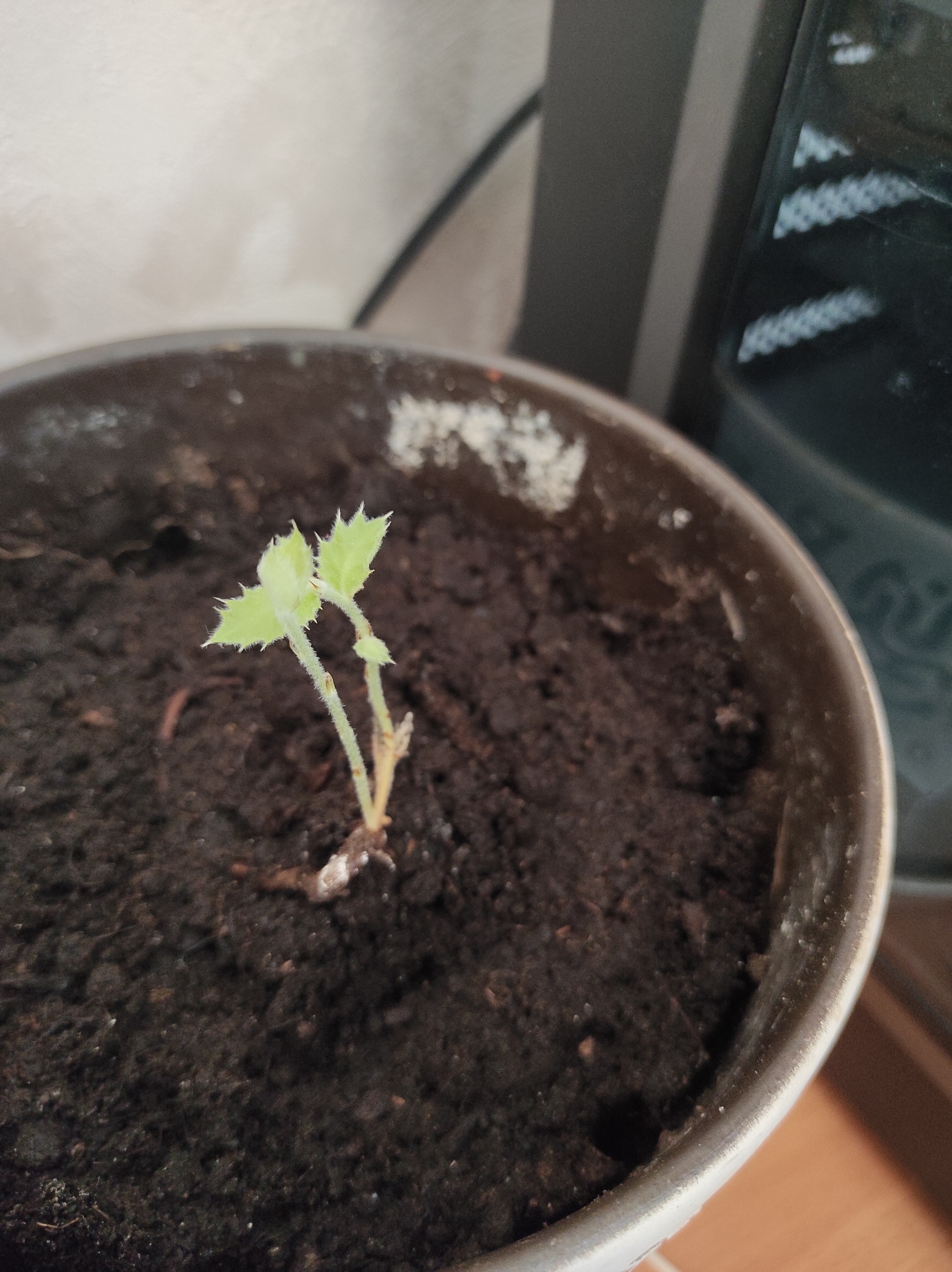 Turkish oak - Oak, Need advice, Plants, Longpost, 