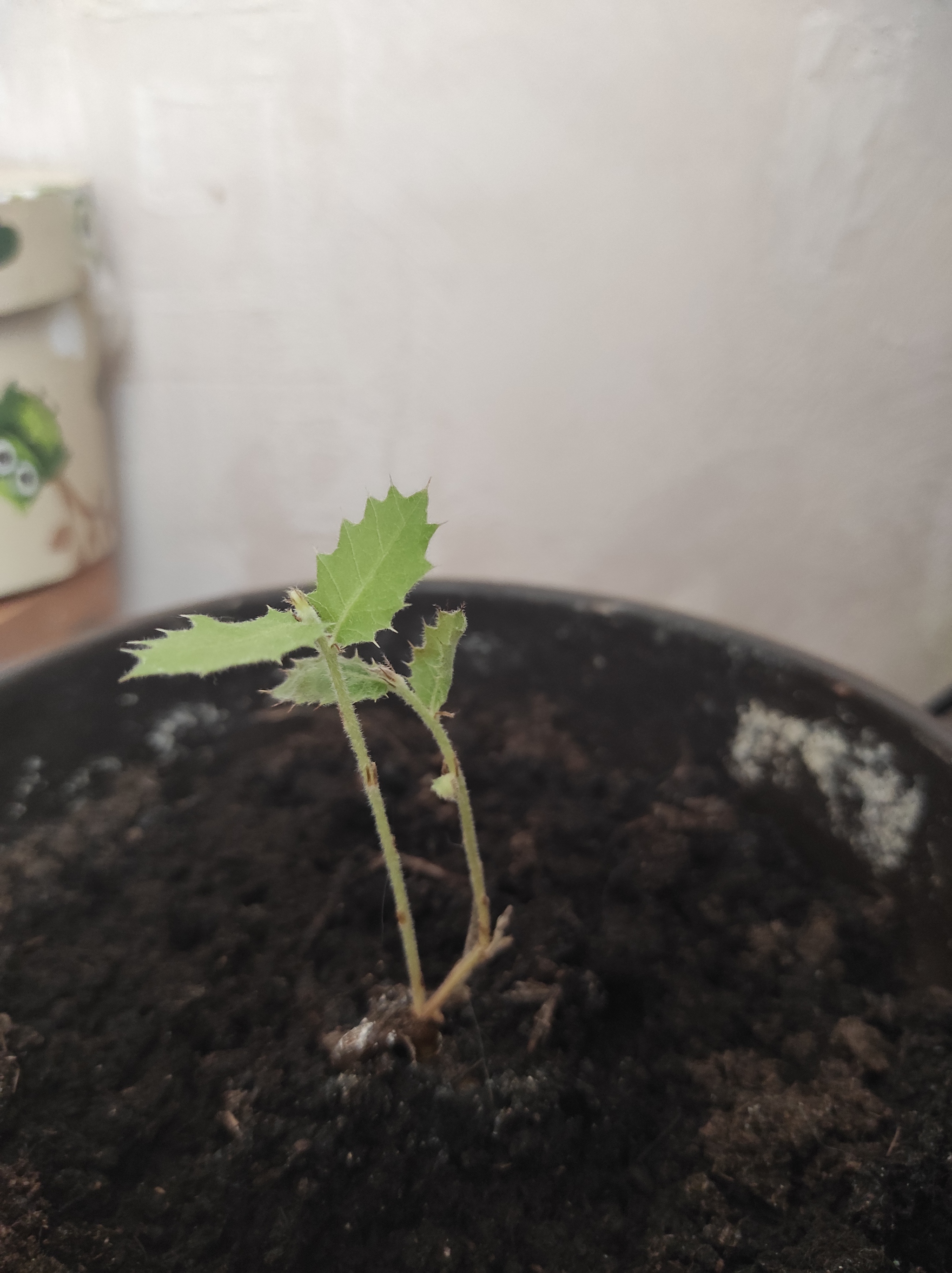 Turkish oak - Oak, Need advice, Plants, Longpost, 