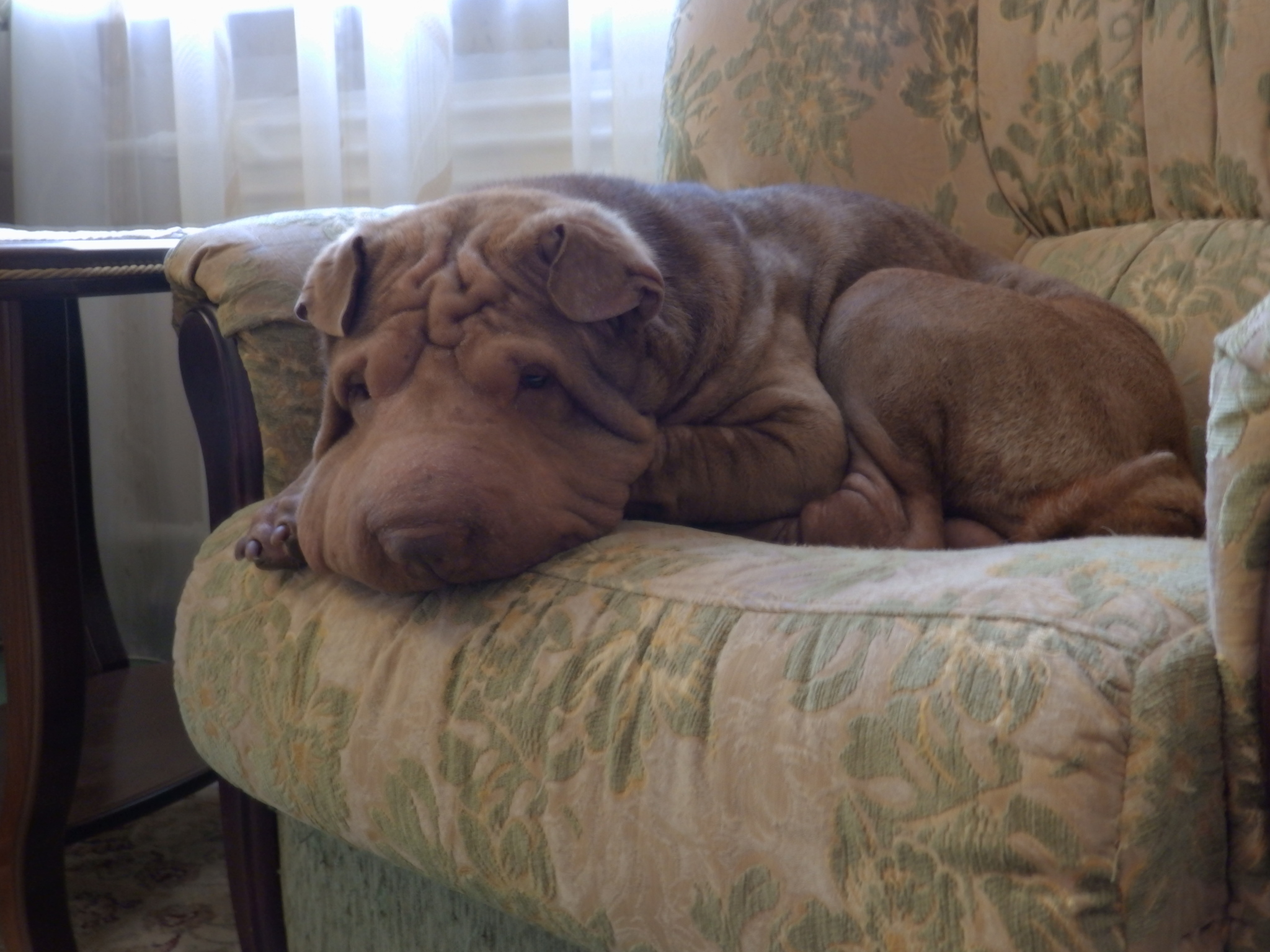 In Memory of My Shar-Pei - My, Shar Pei, Thai cat, friendship, Video, Longpost, cat, Dog, 