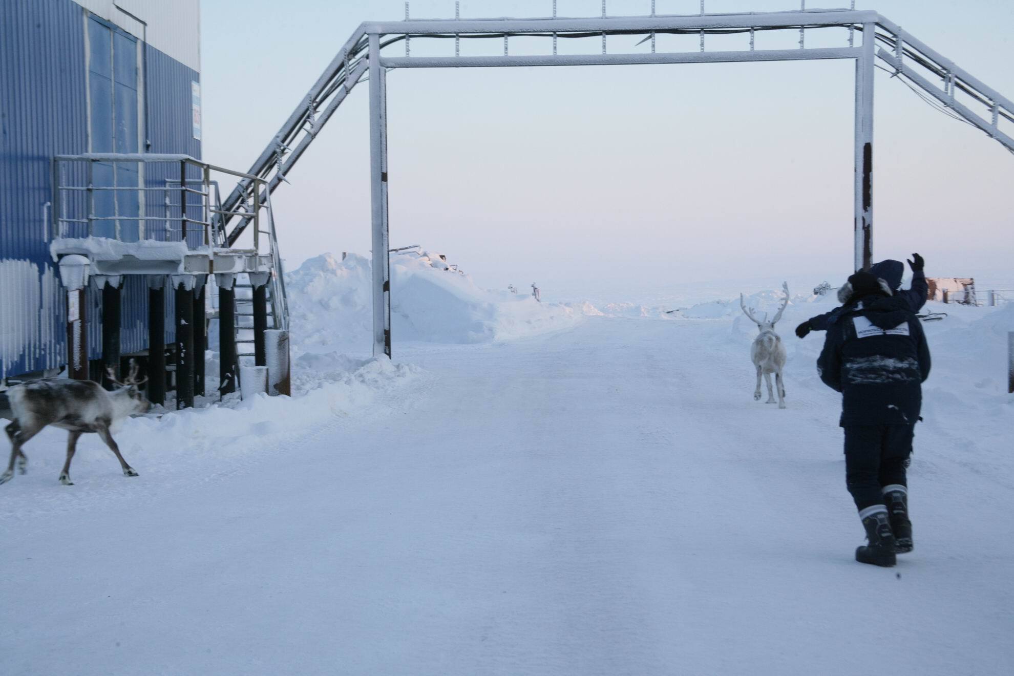 North (part 6) - Watch, North, Kola Peninsula, The nature of Russia, Winter, Reindeer, Gas pipe, Longpost, 