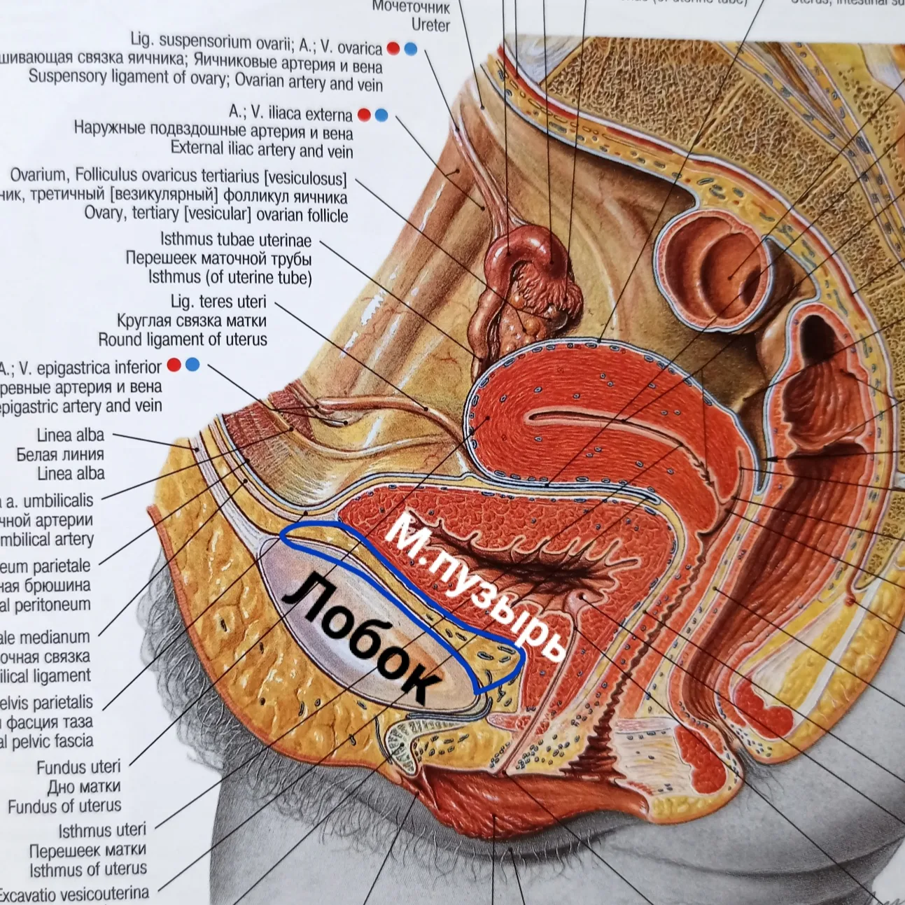 Anatomical terms in honor of N.I.Pirogov - My, Informative, Nauchpop, The medicine, Biology, Scientists, Anatomy, Longpost, 